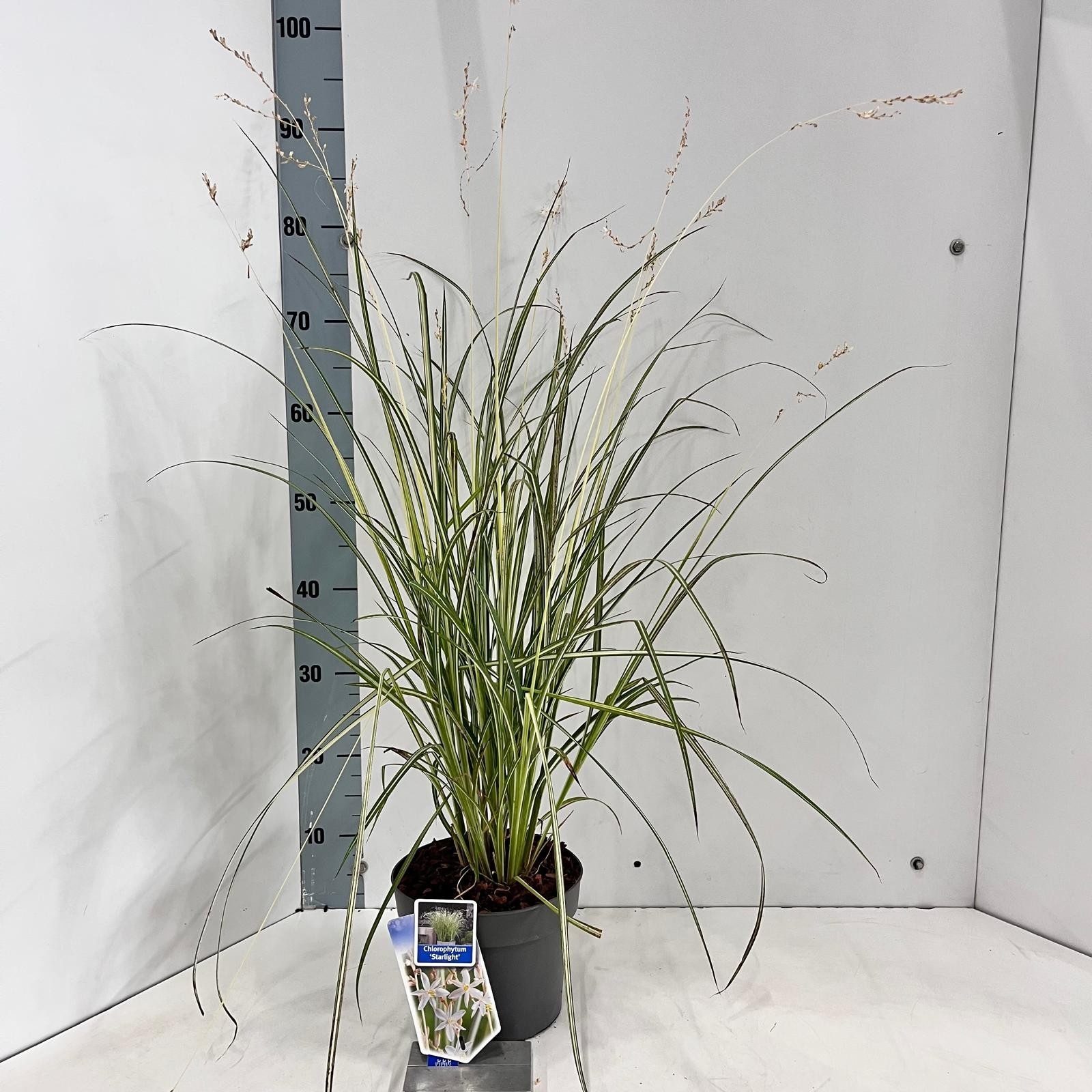 Chlorophytum saunderisiae ‘Starlight’ PBR, D 19