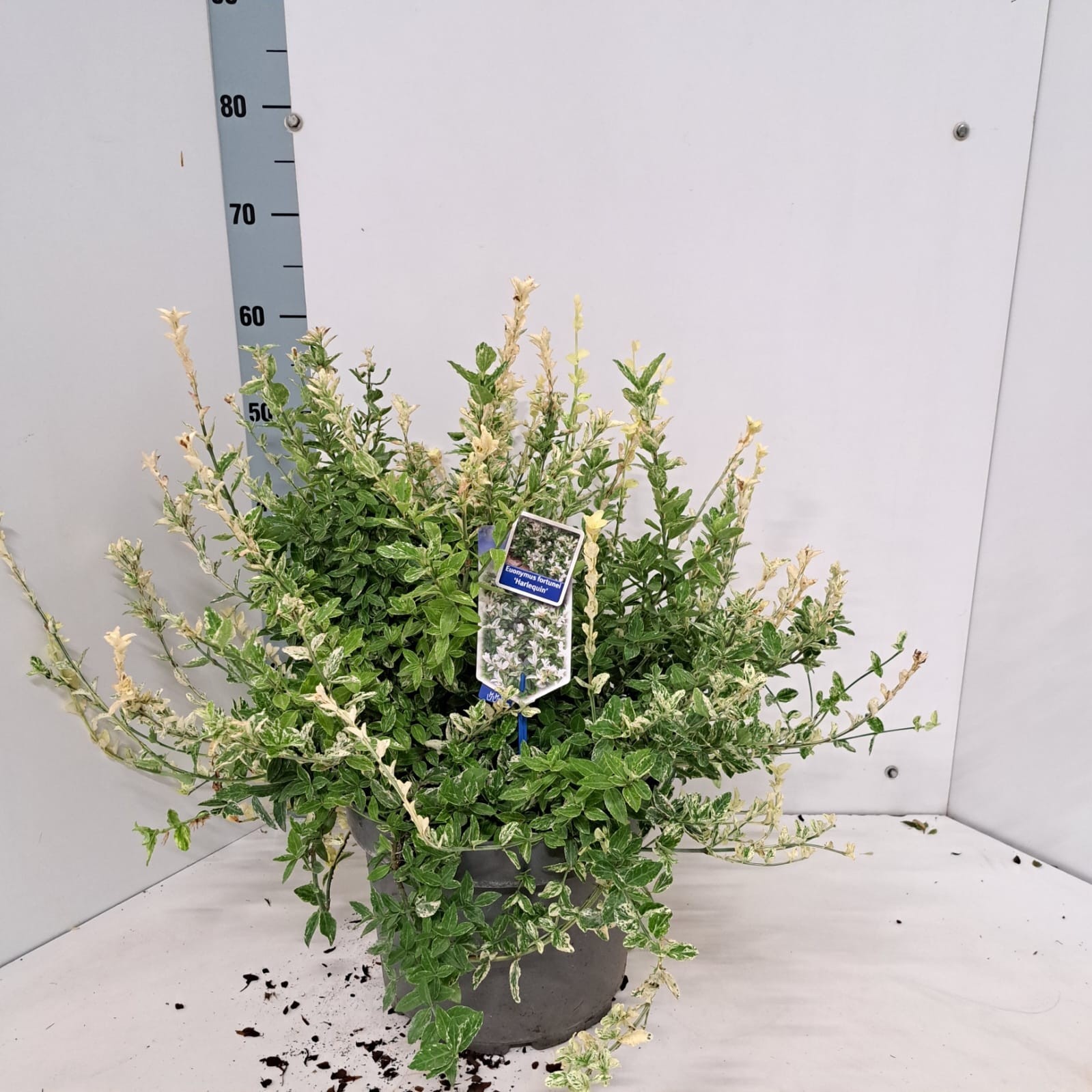 Euonymus fort. 'Harlequin', D 29