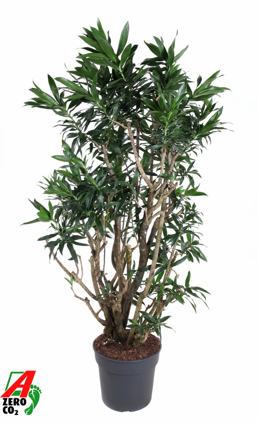 Dracaena Reflexa vertakt P34, D 34