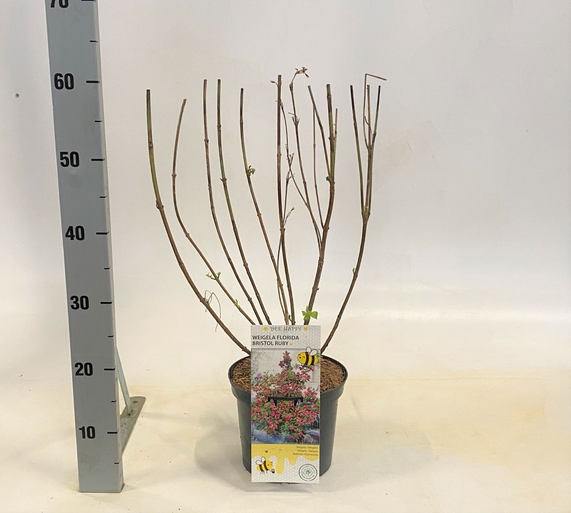 Weigela 'Bristol Ruby', D 19