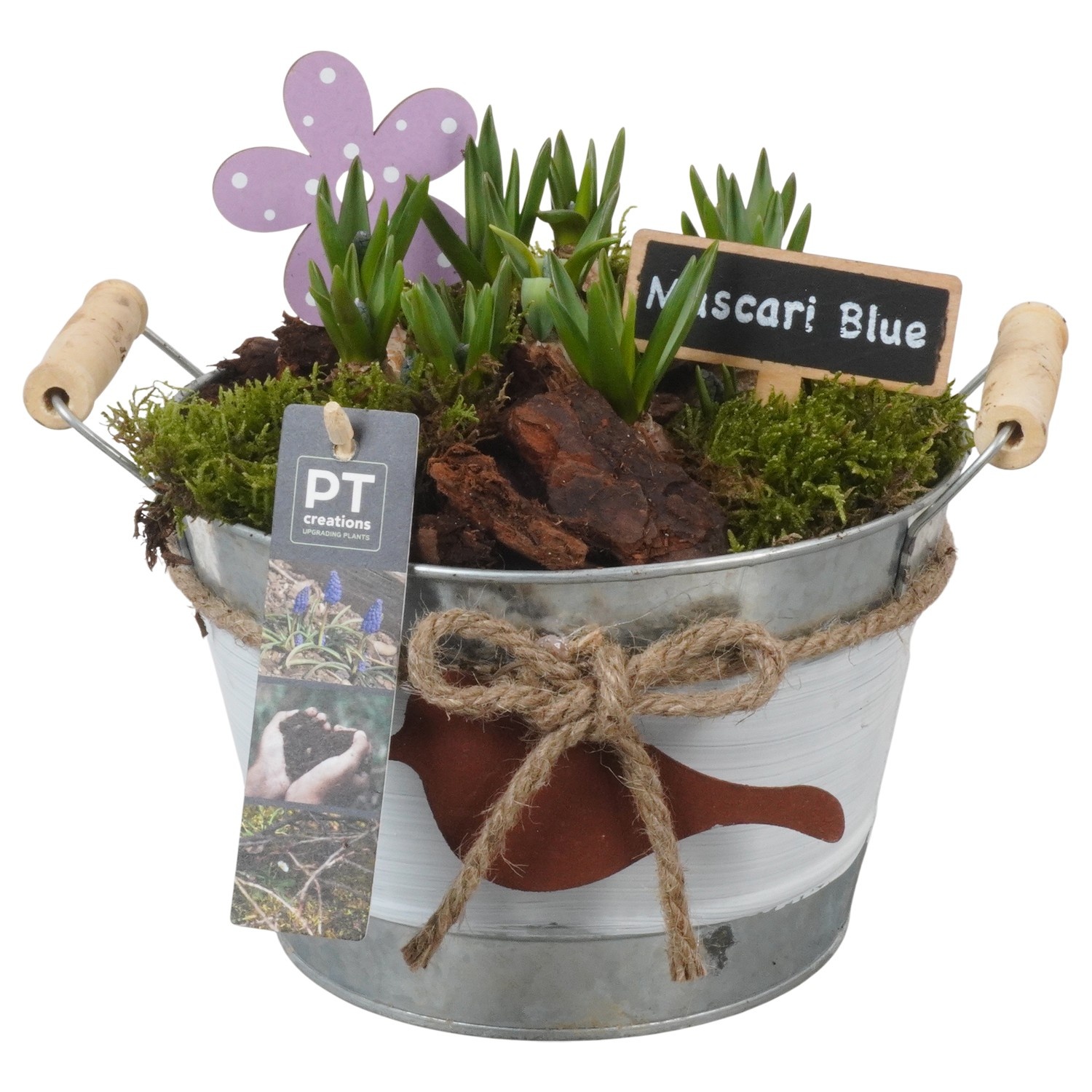 PTMB6187 Arrangement Muscari Blue in zink sierpot, D 18