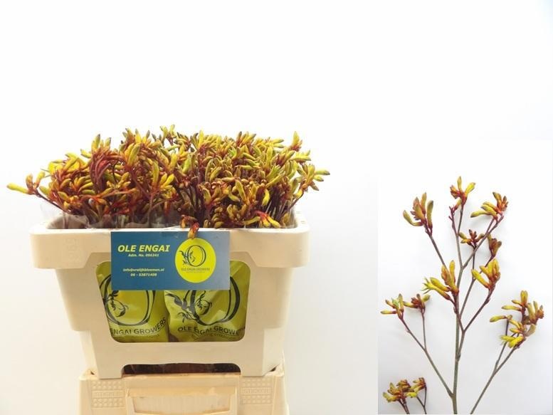 Анигозантус Оранж Вельвет 50 (оранж.), шт.