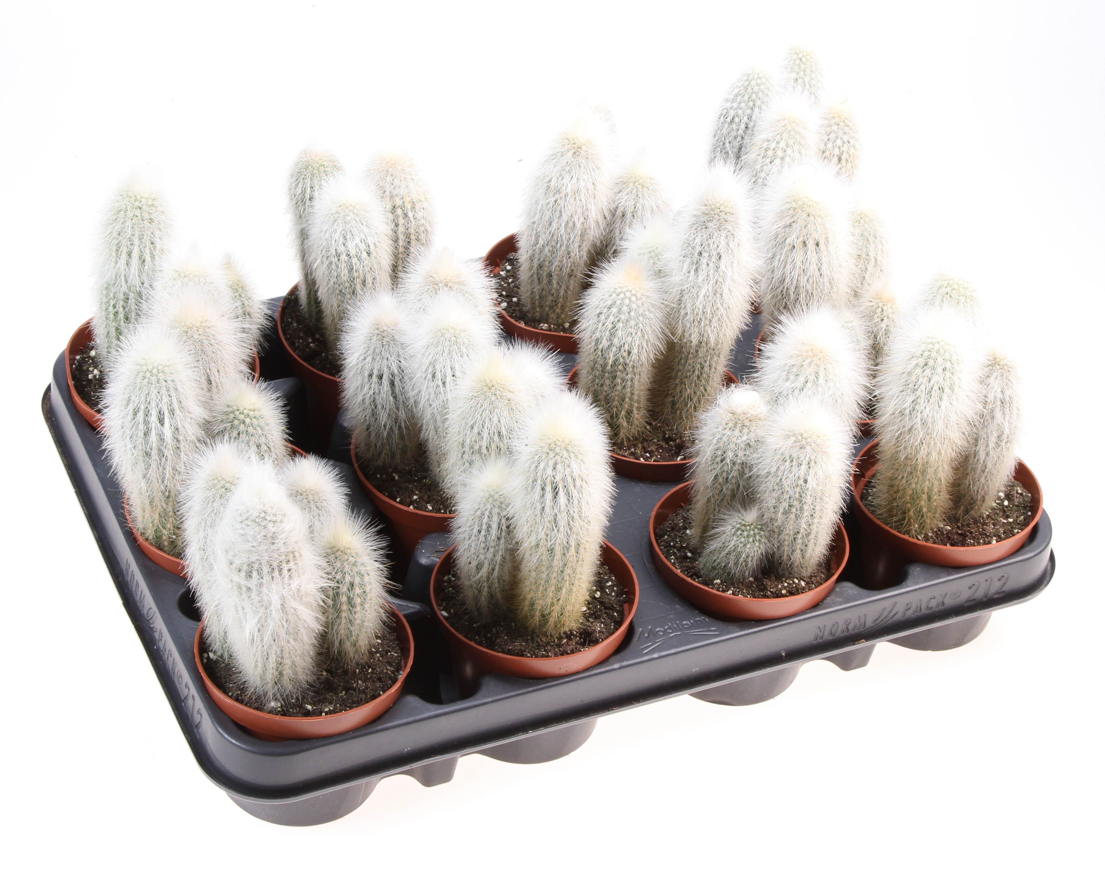 Cleistocactus strausii, D 8,5