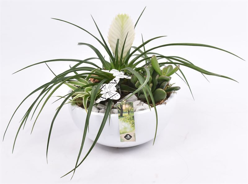 Keramiek schaal wit 22cm, D 22