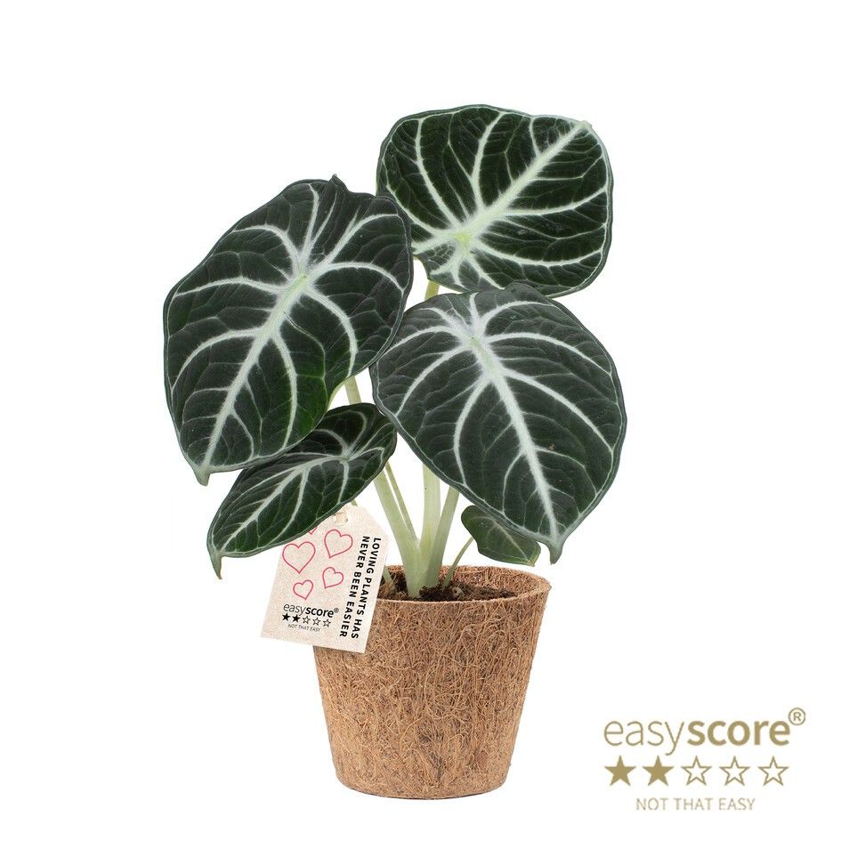 Alocasia ´Ninja´ - Cocoz, D 9