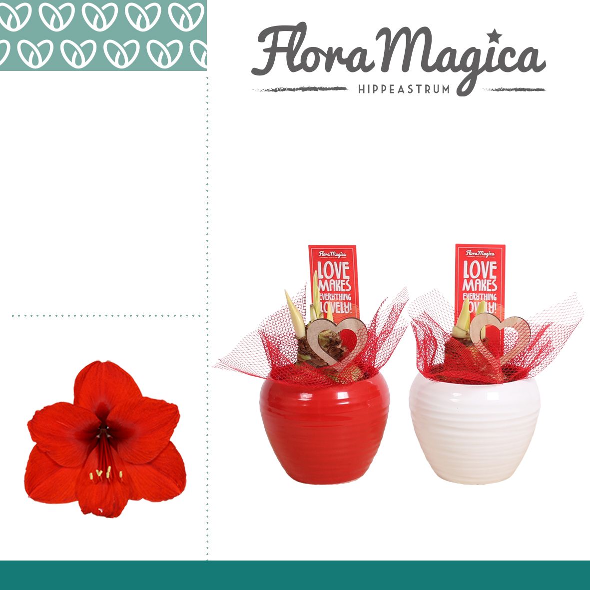 Amaryllis Rood 2 Knop in Ompot Melanie LOVE, D 12