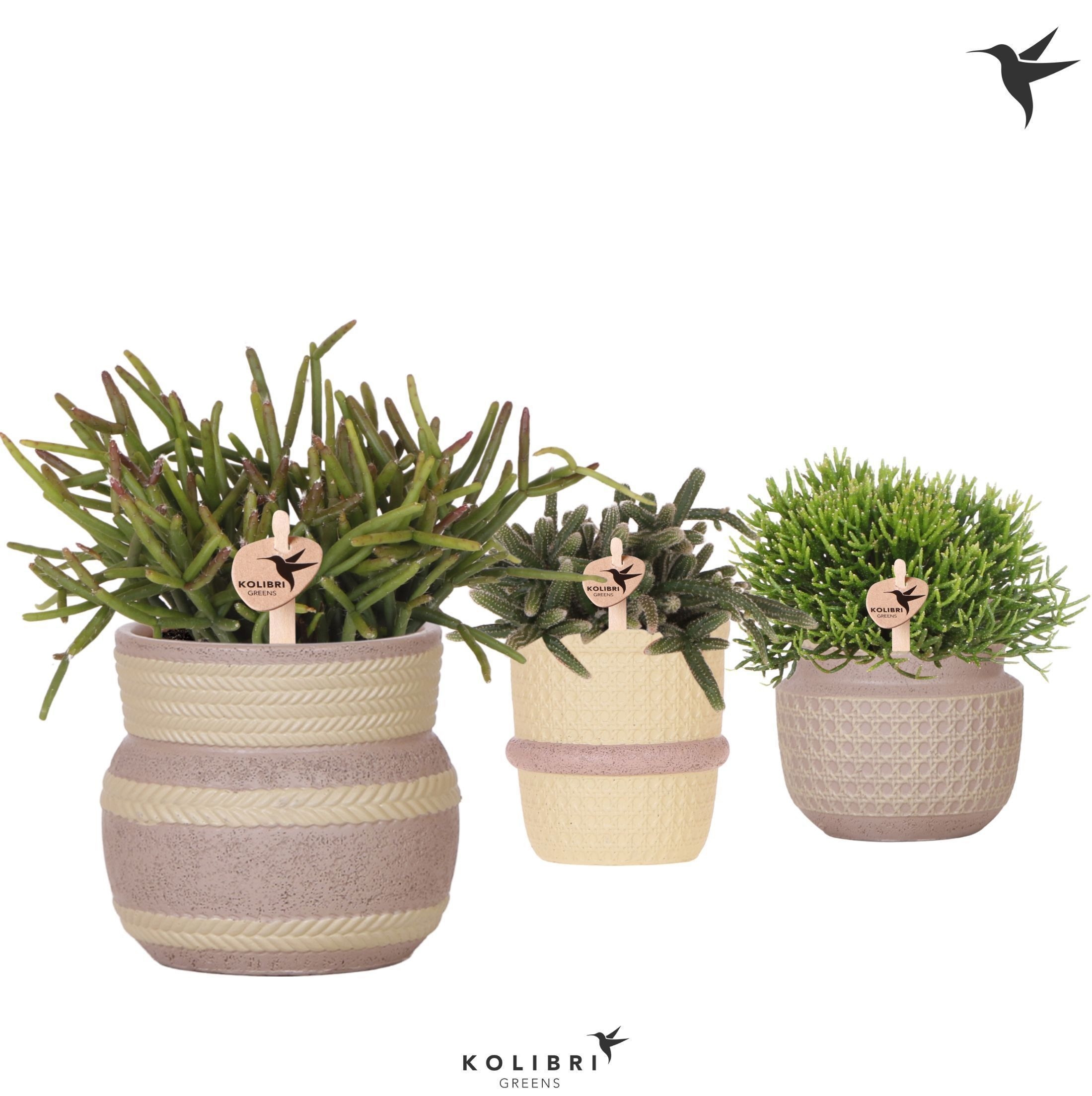 Kolibri Greens Rhipsalis mix in Ethnic pot khaki mix, D 9