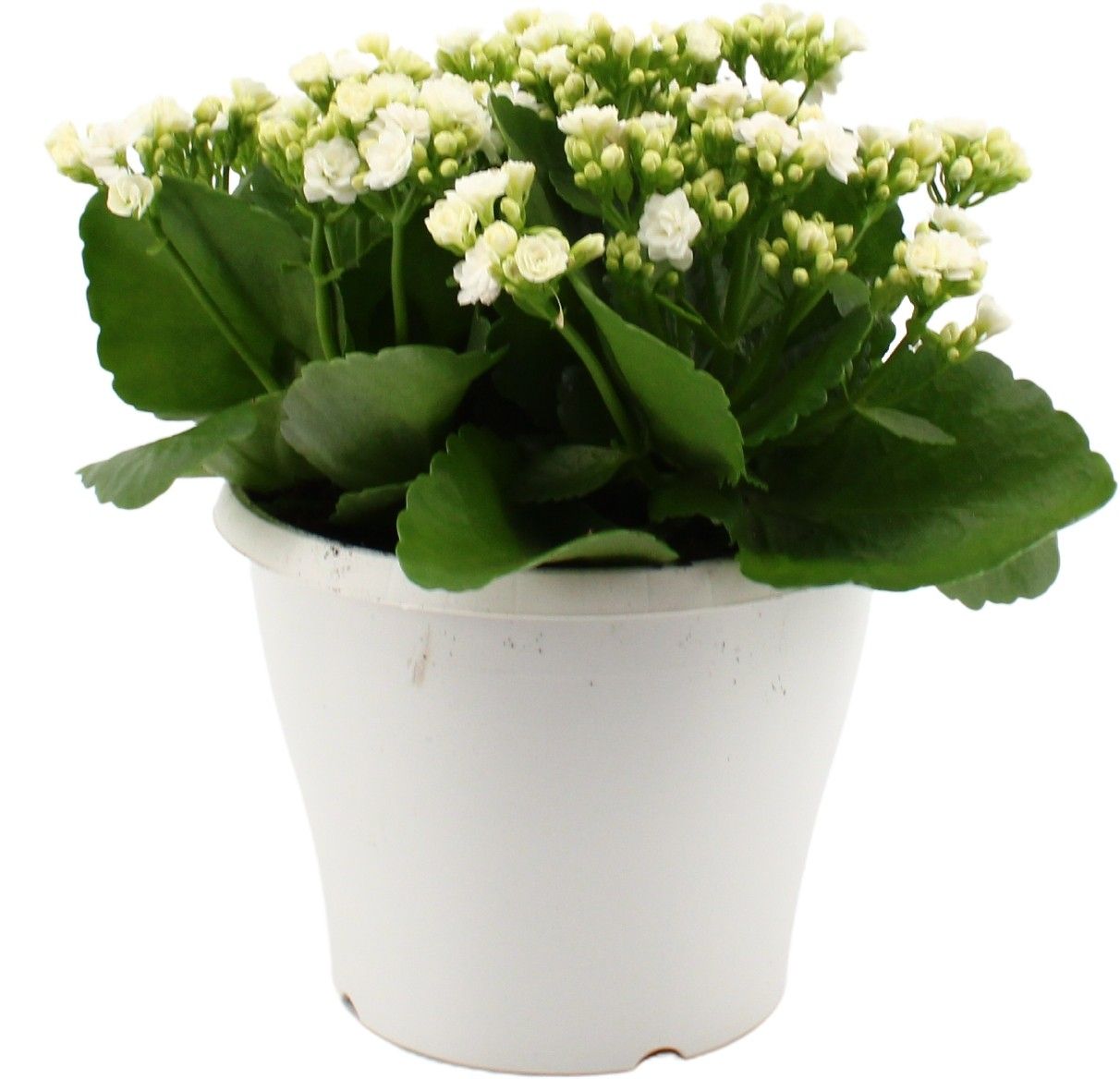 Hello Summer Kalanchoe Blossfeldiana in 19 cm Terras pot Wit, D 19