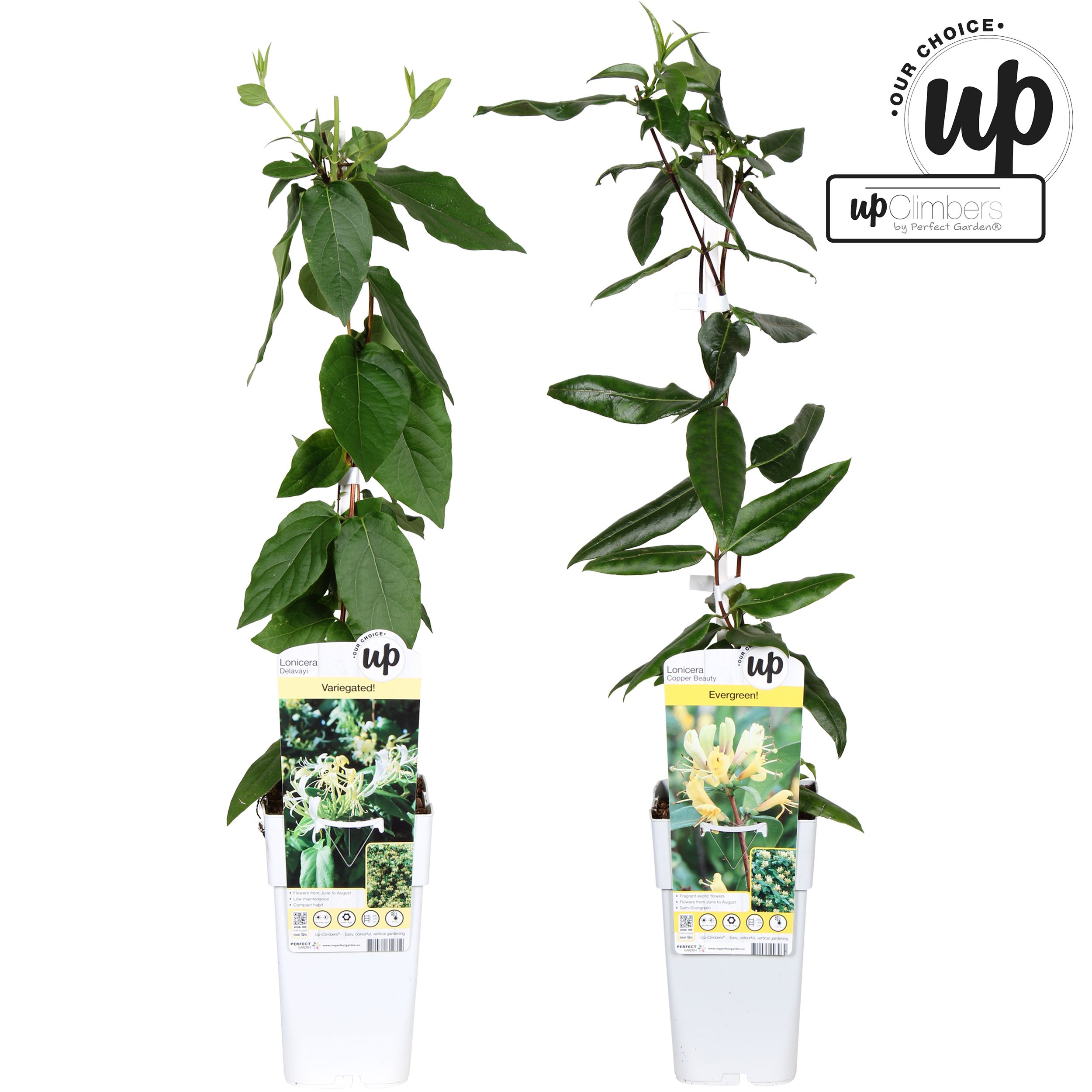 Lonicera Our Choice mix laag P15, D 15