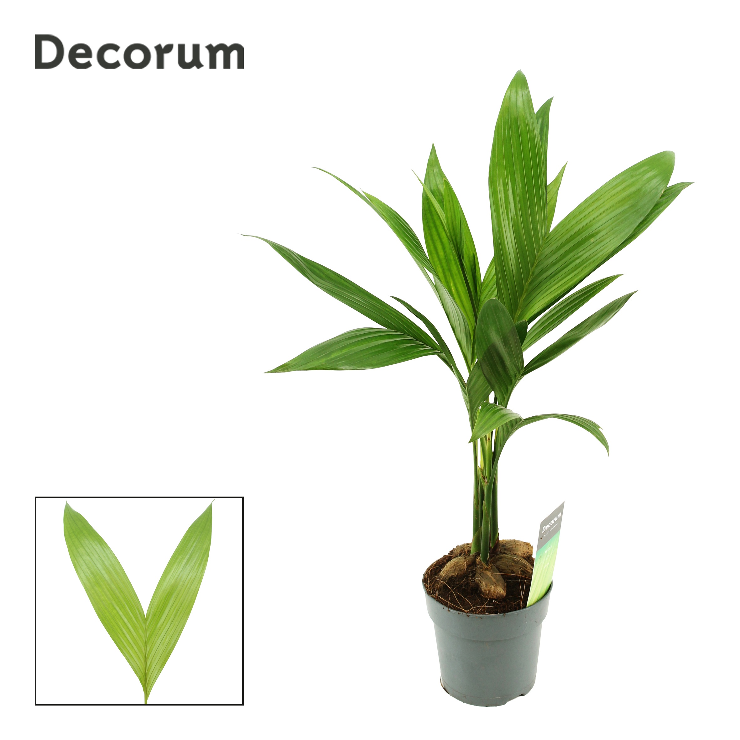 Areca Catechu 12 cm(Decorum), D 12