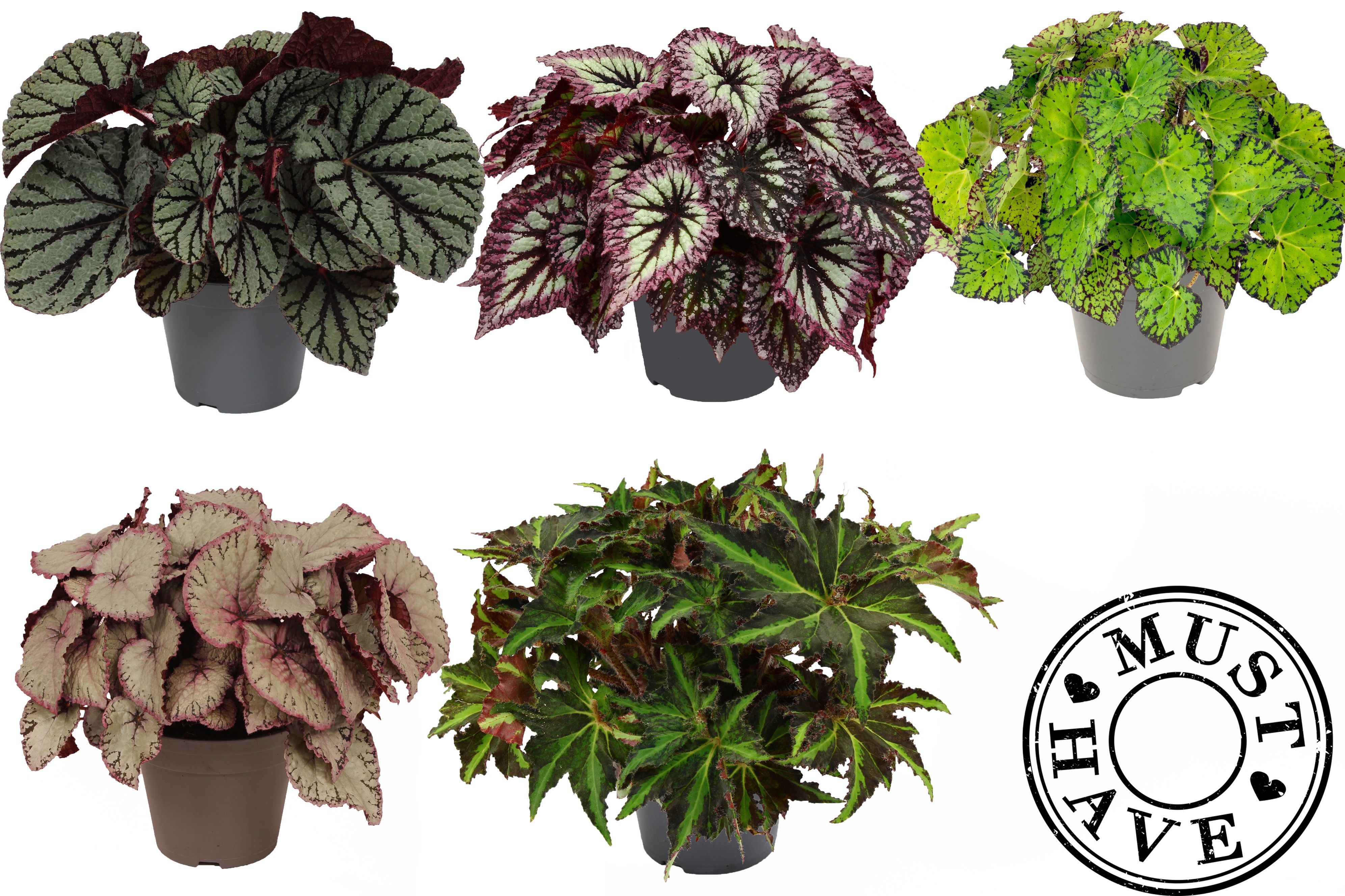 Bladbegonia Rex Mix in Floratino, D 17
