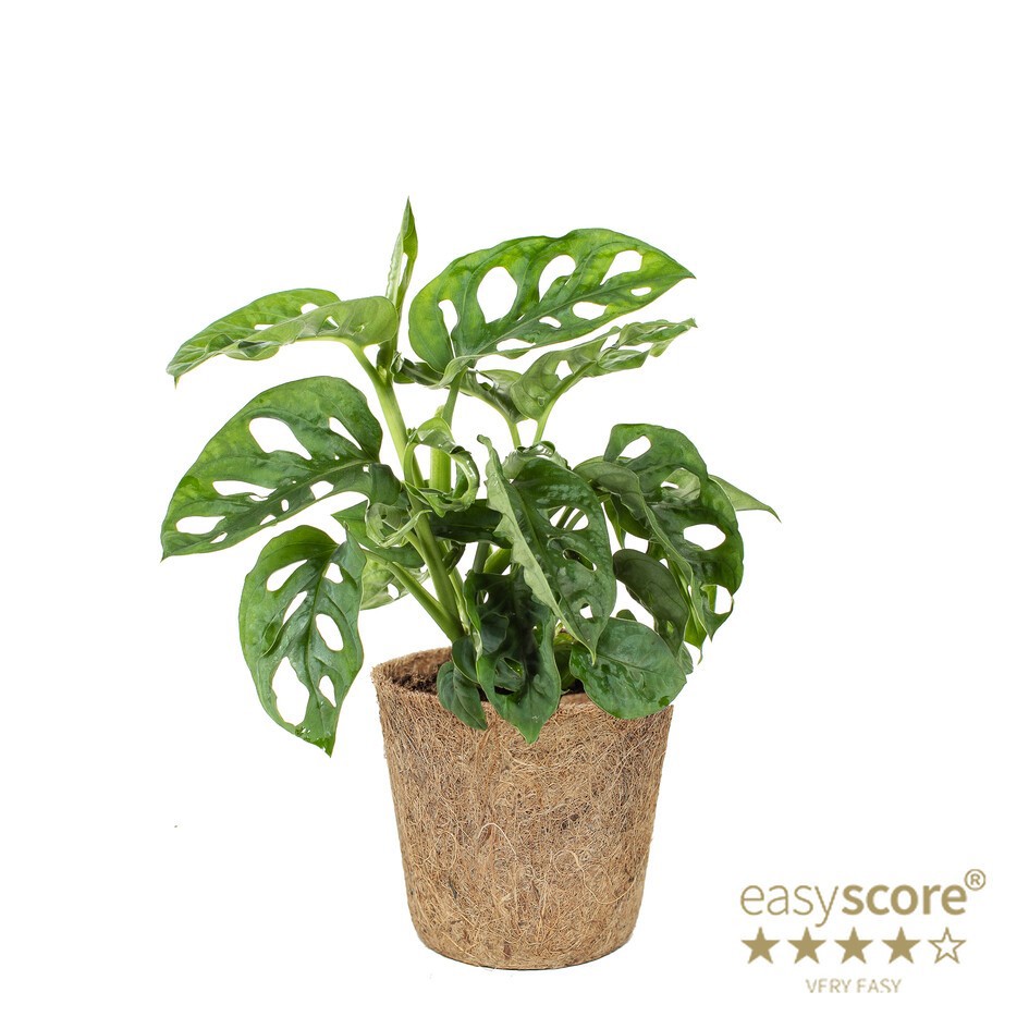 MONSTERA FRIEDRICHSTAHLII COCOZ, D 11