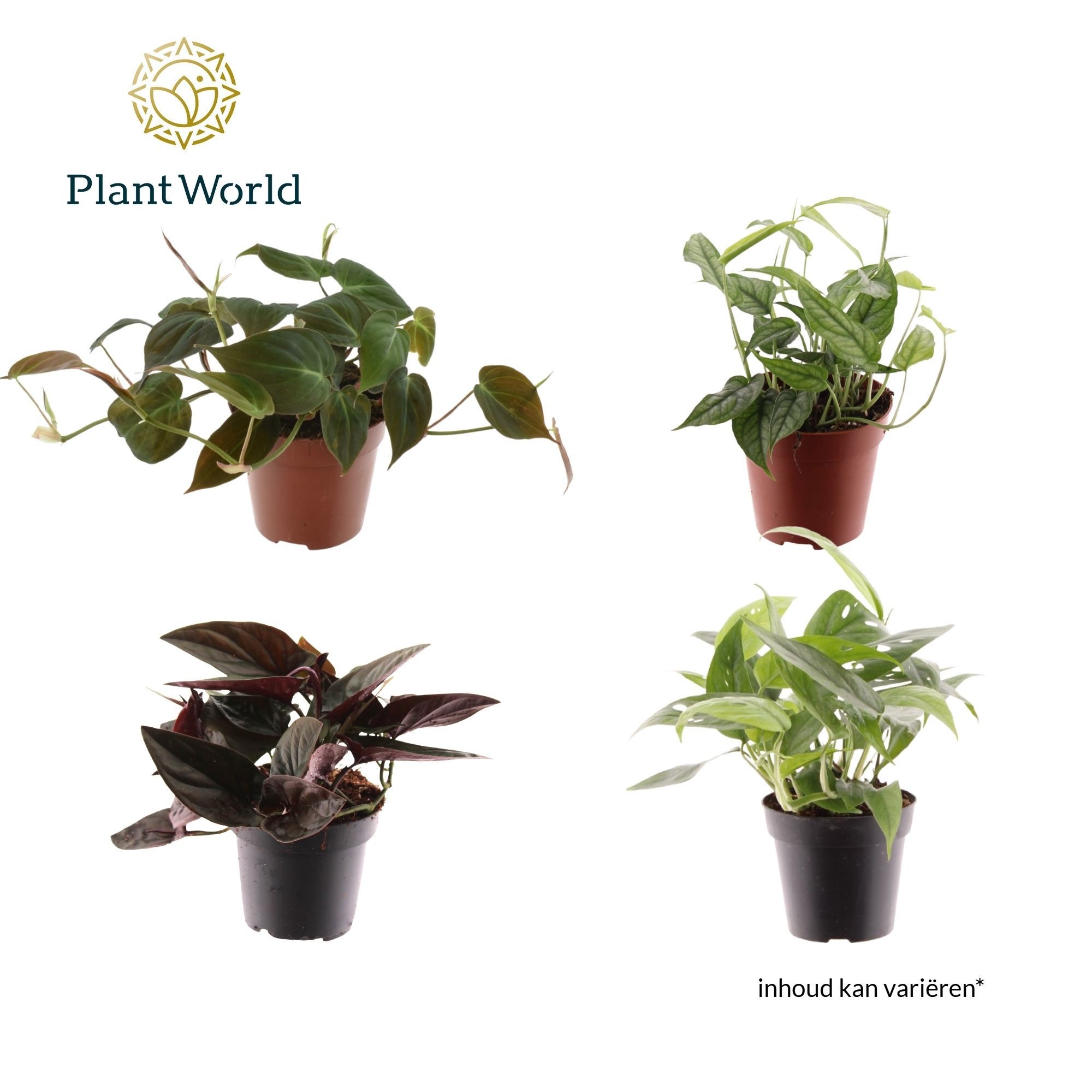 Ranken Mix (diverse soorten), D 12