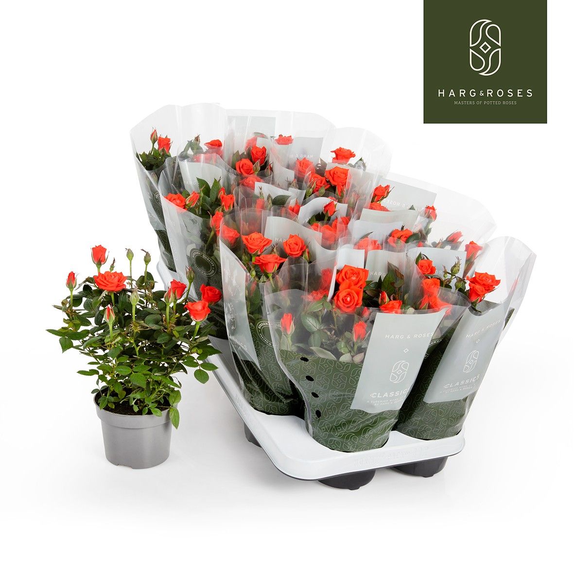 Rosa Kordana Calibra (Oranje), D 10,5