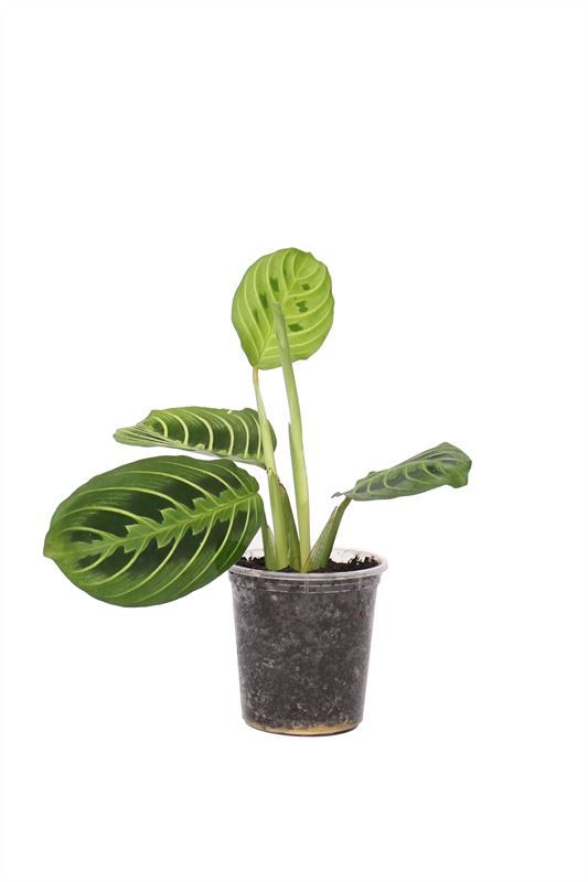 Maranta p06 groen, D 6