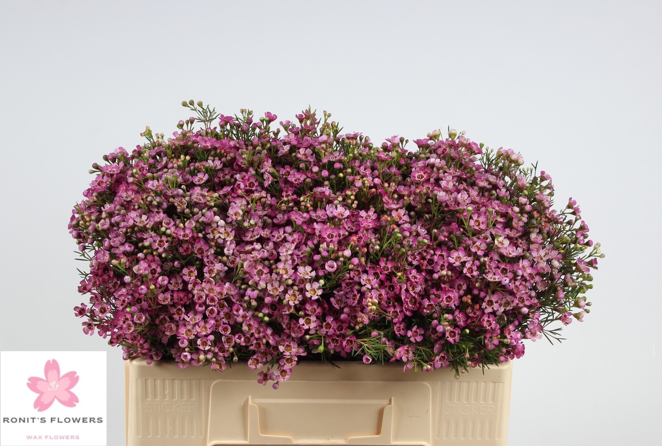 Шамелациум Юпитер 50 (ярко-роз.), шт.