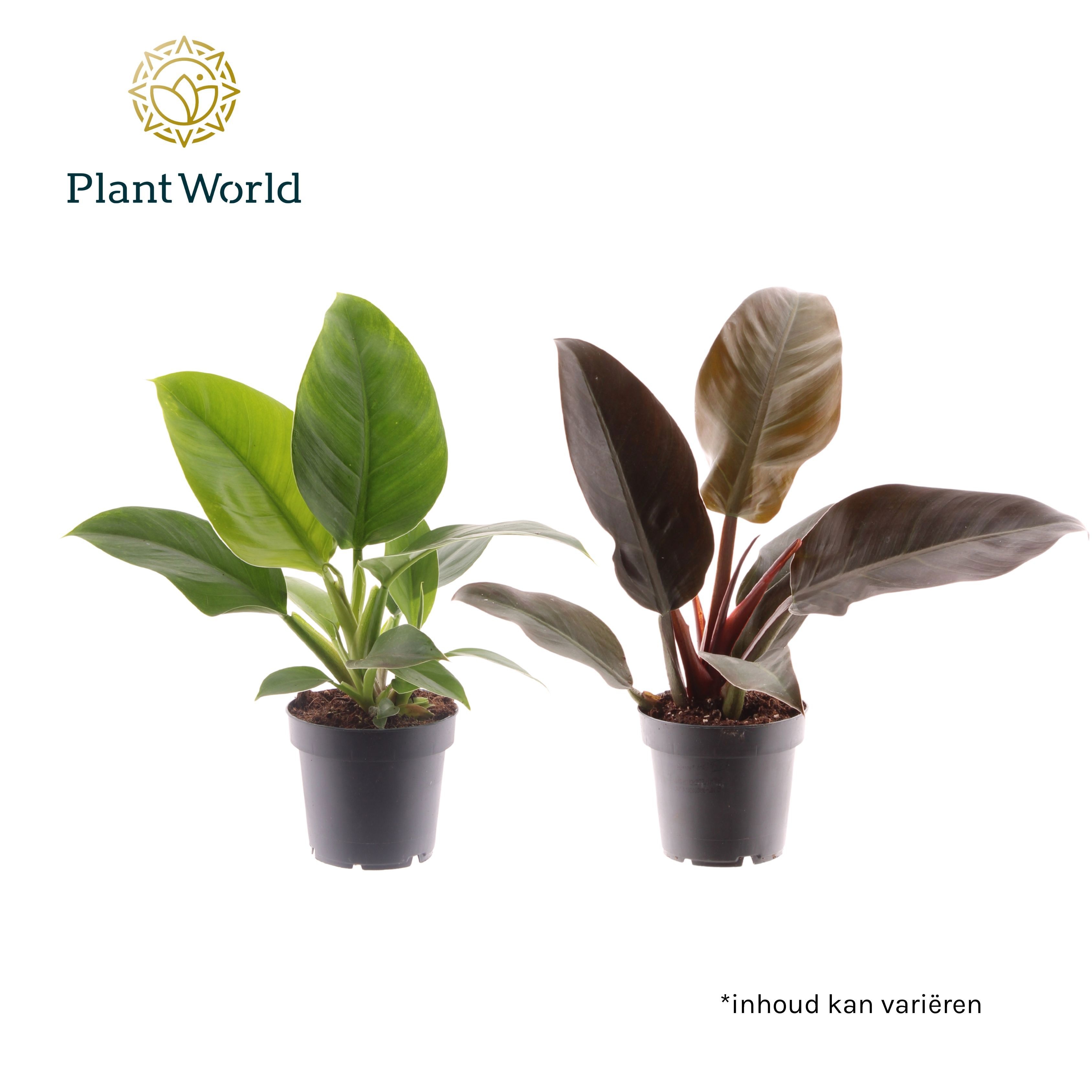 Philodendron mix Imperial Green & Red, D 14