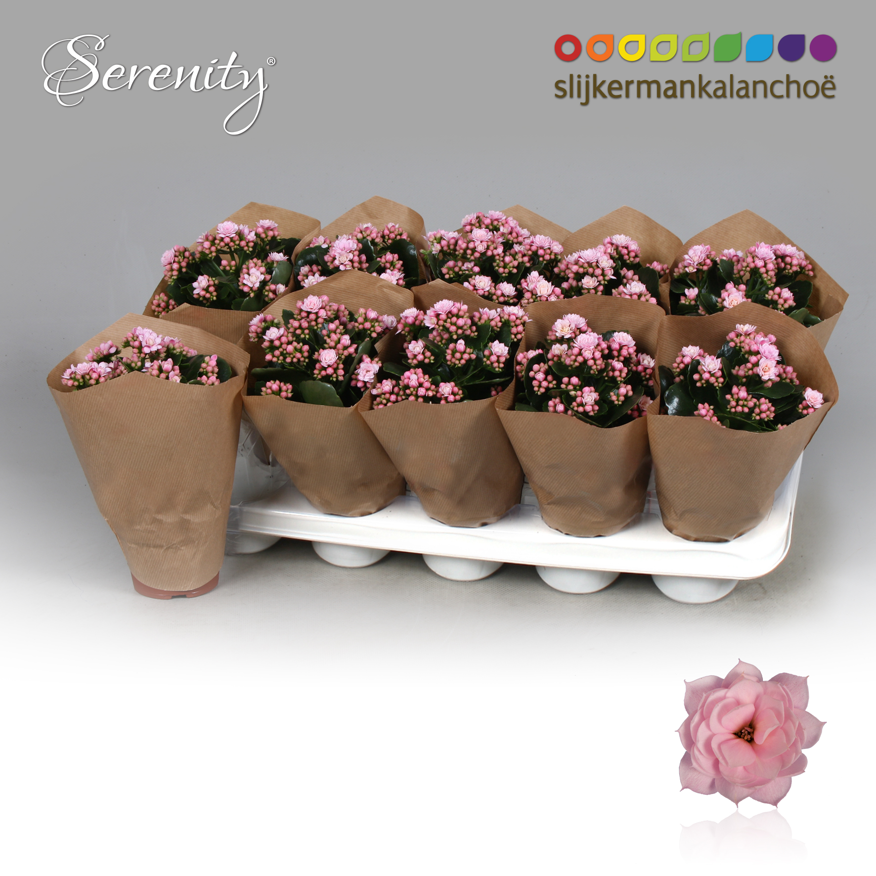 Kalanchoe papersleeve - Serenity Soft Pink, D 10,5