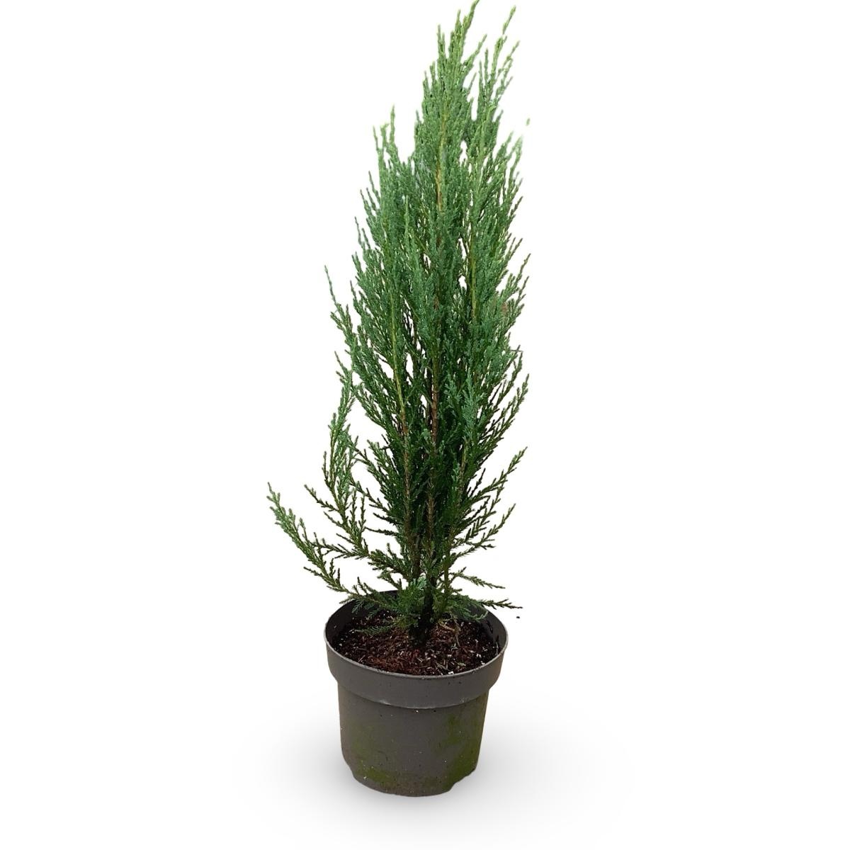 Juniperus s. 'Blue Arrow', D 32