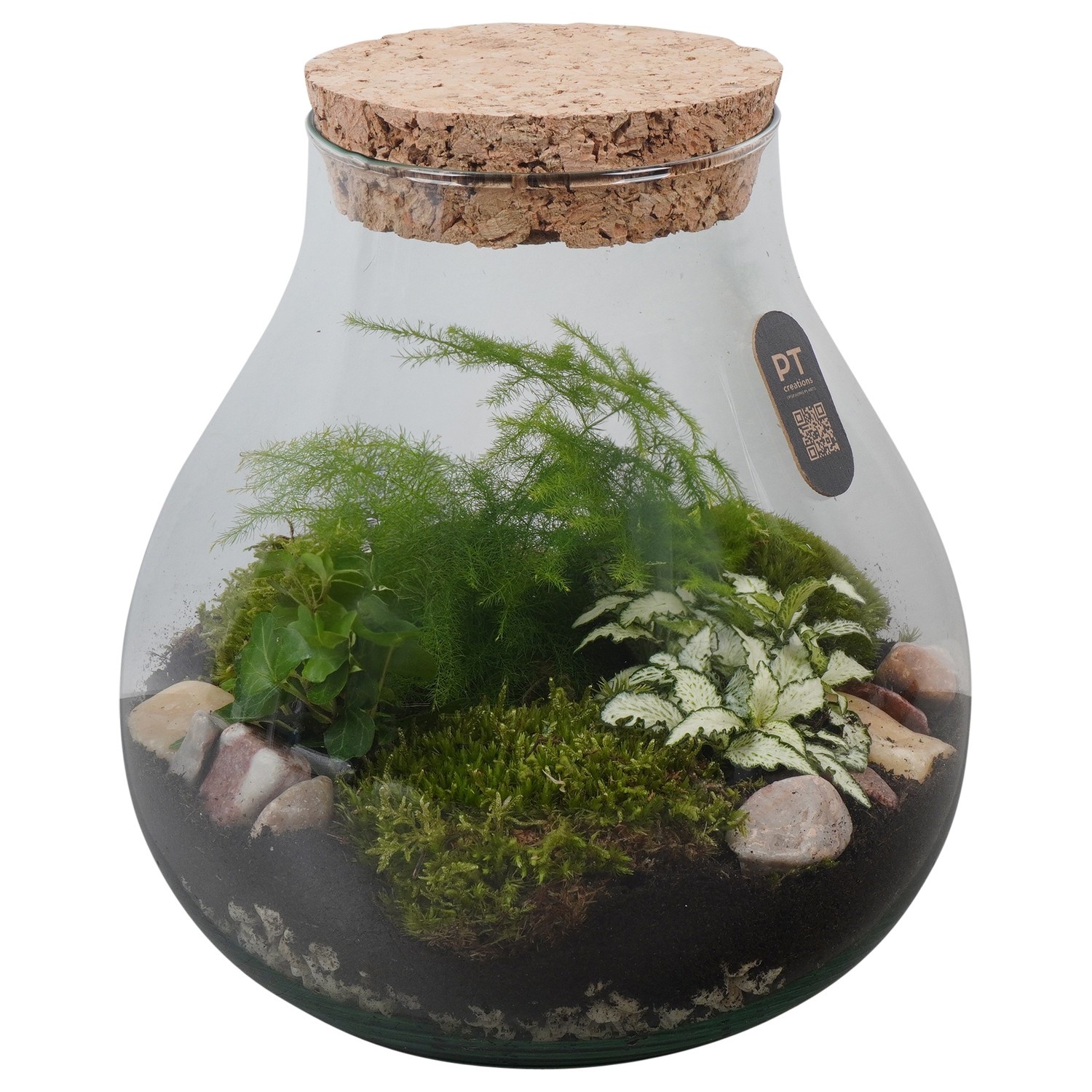 PTTER8116 Arrangement terrarium in glazen terrarium, D 23