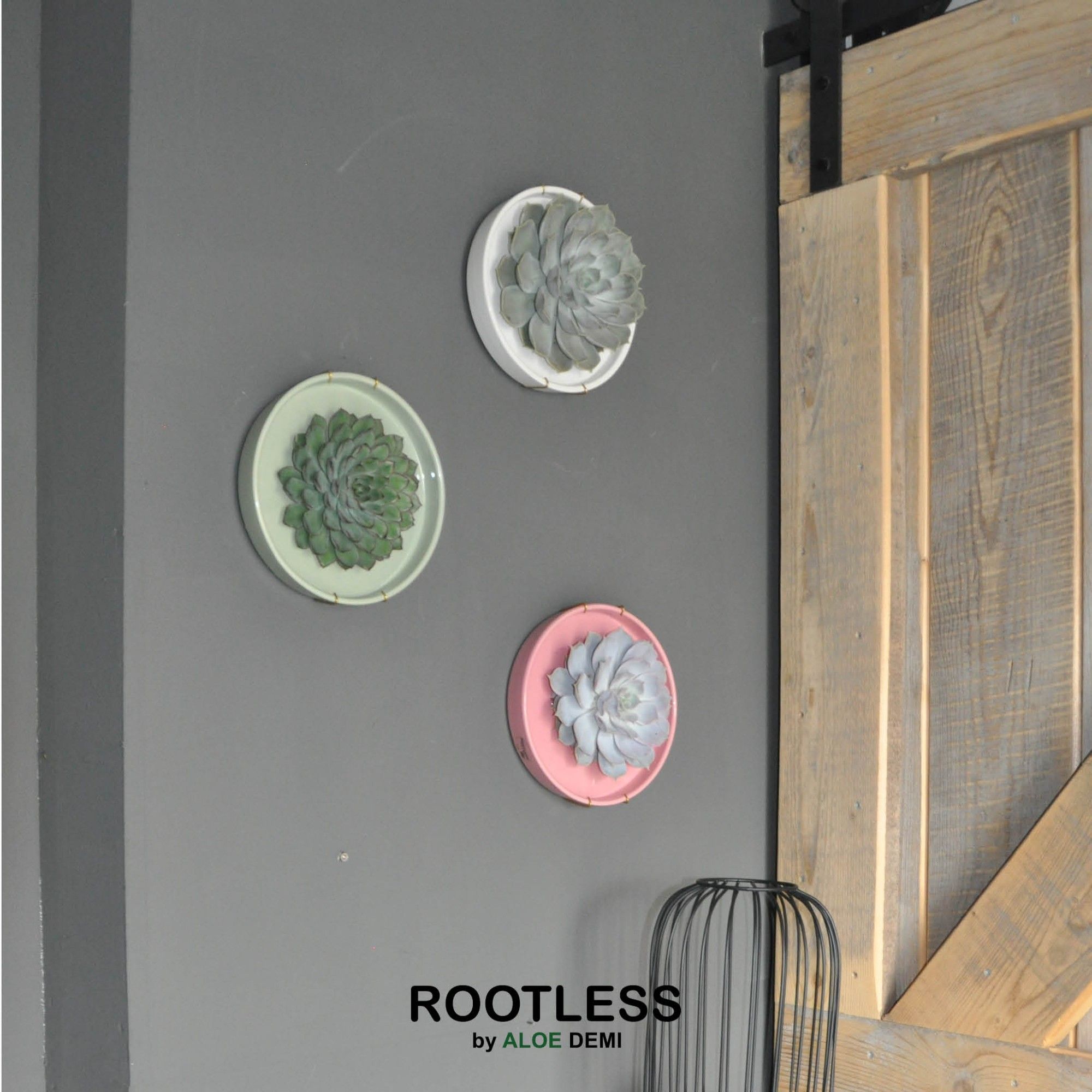 ROOTLESS x WALL ART Echeveria, Octopus bowl, D 20 cm