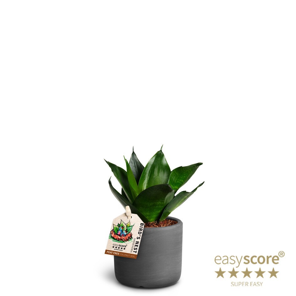 Raw Black, Sansevieria Hahnii, D 7