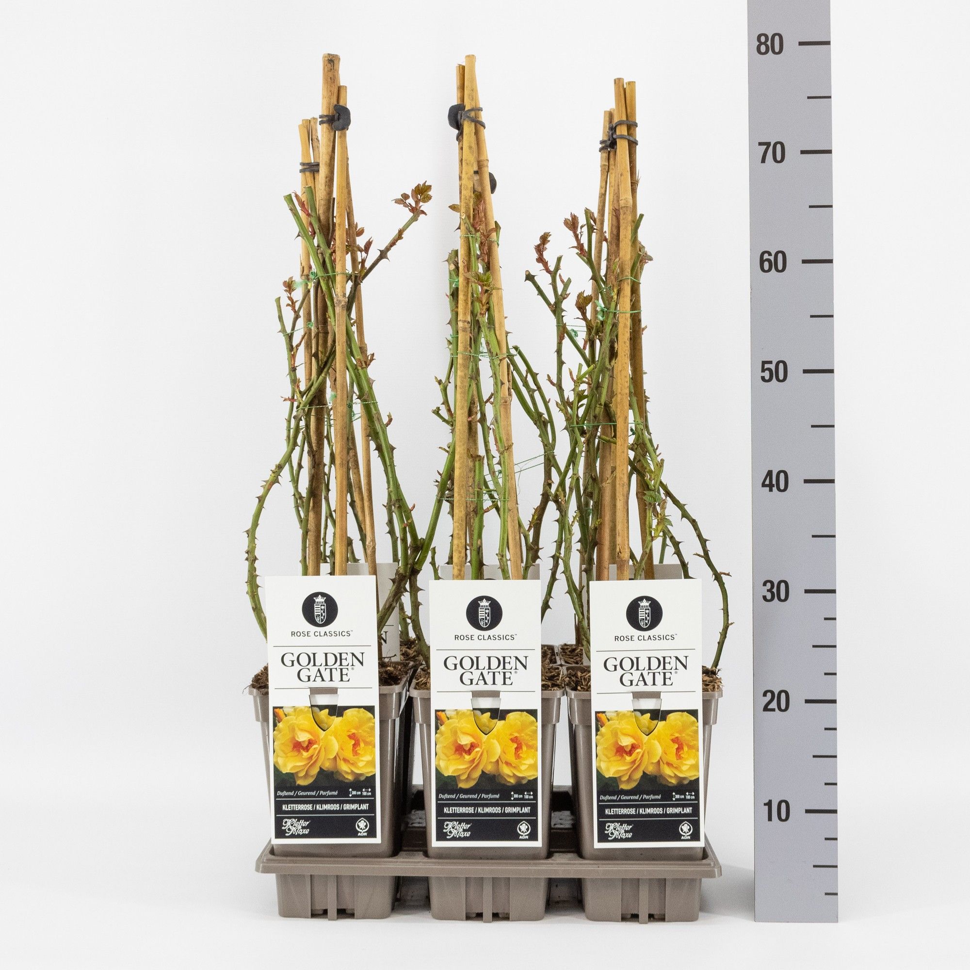 Rosa (K) Golden Gate ®, C3, 3 stok 75cm, D 17