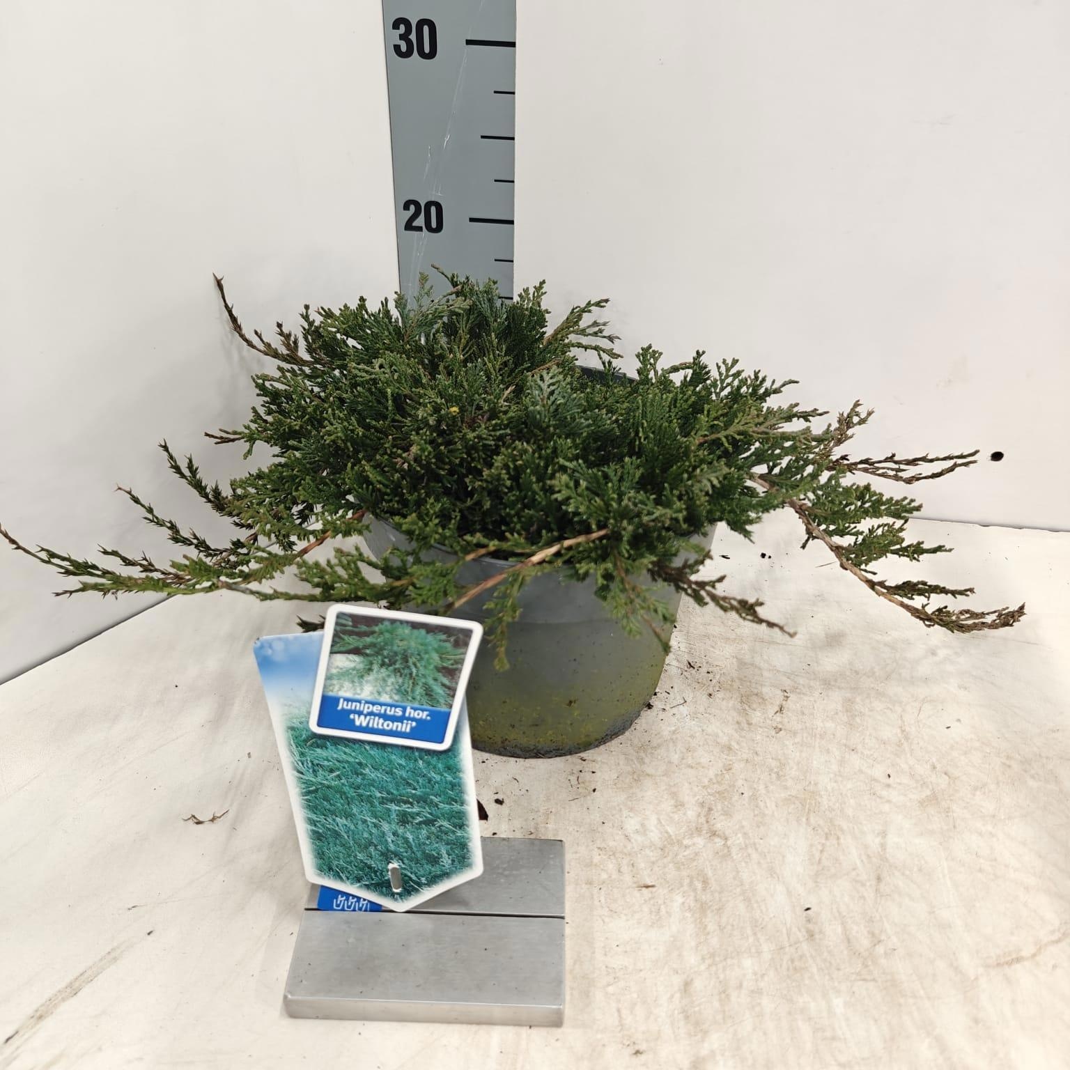Juniperus horizontalis ‘Wiltonii’, D 19