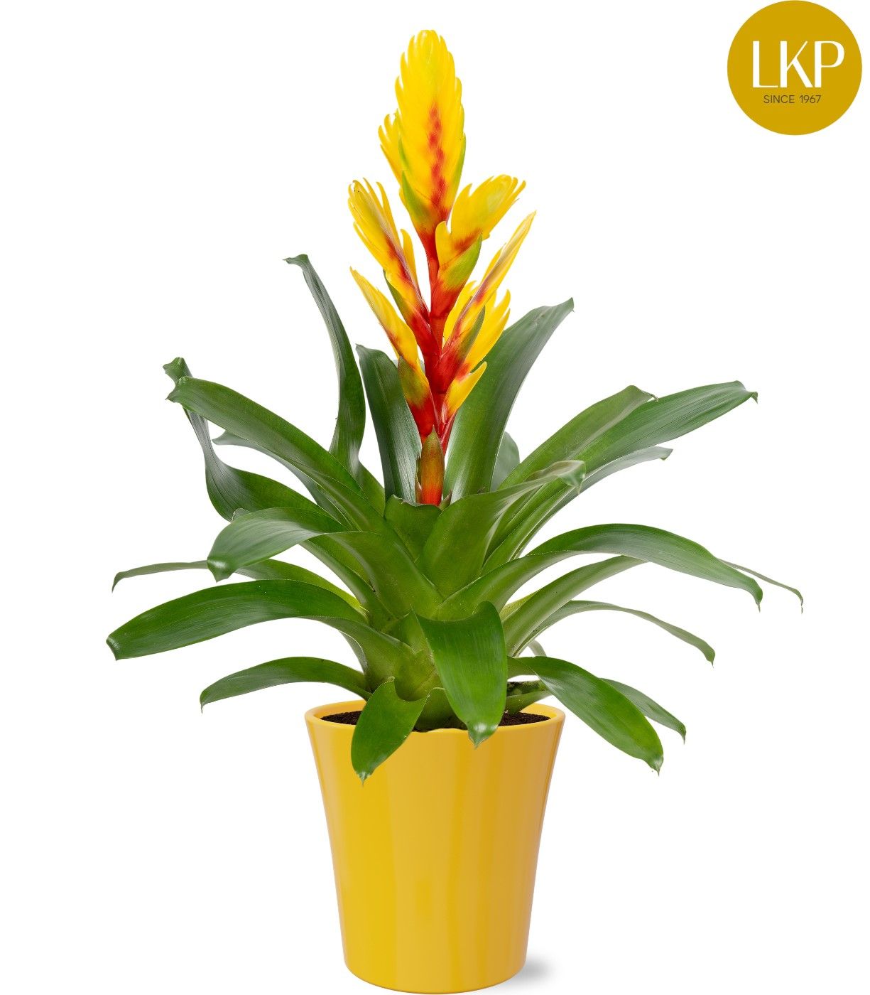 Vriesea Int yellow Geel Coco, D 13