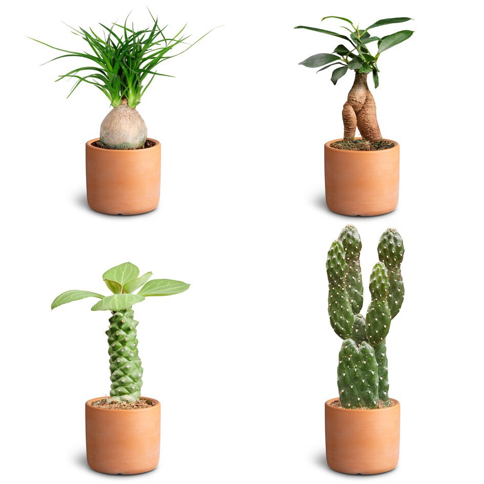 GREEN PLANTS MIX Raw T Sculpture, D 7