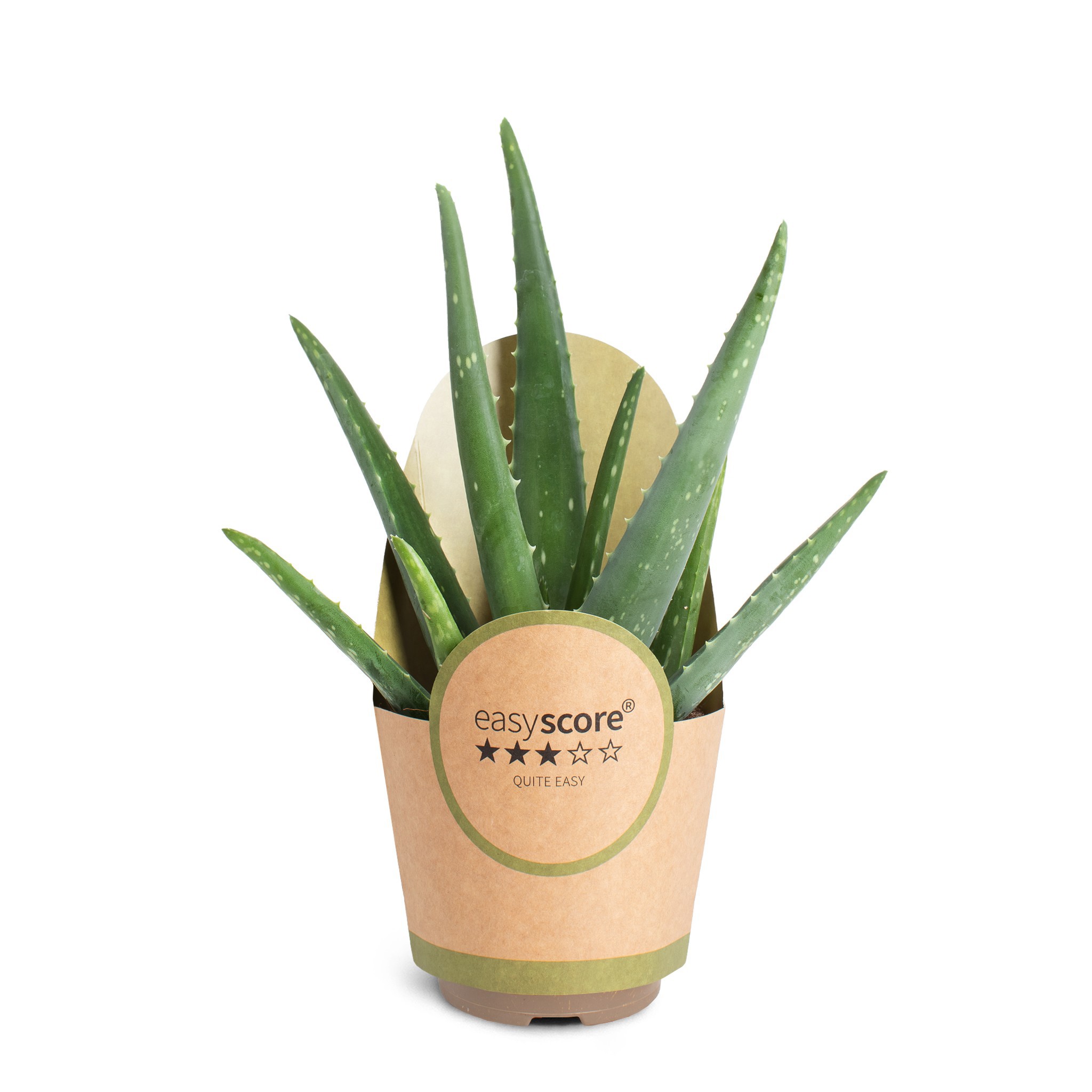 Aloe vera, D 11