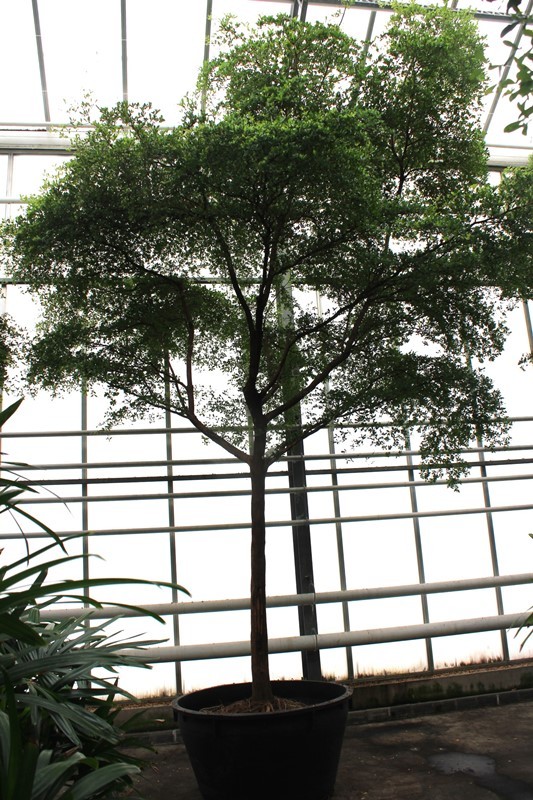 Bucida buceras, D 110