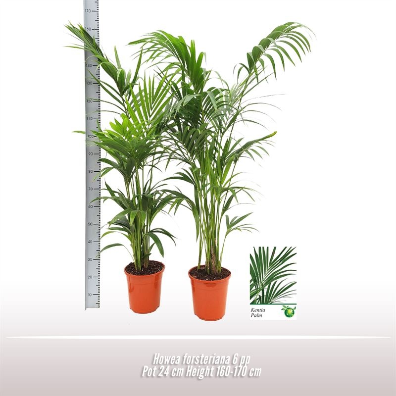 Howea forsteriana, D 24