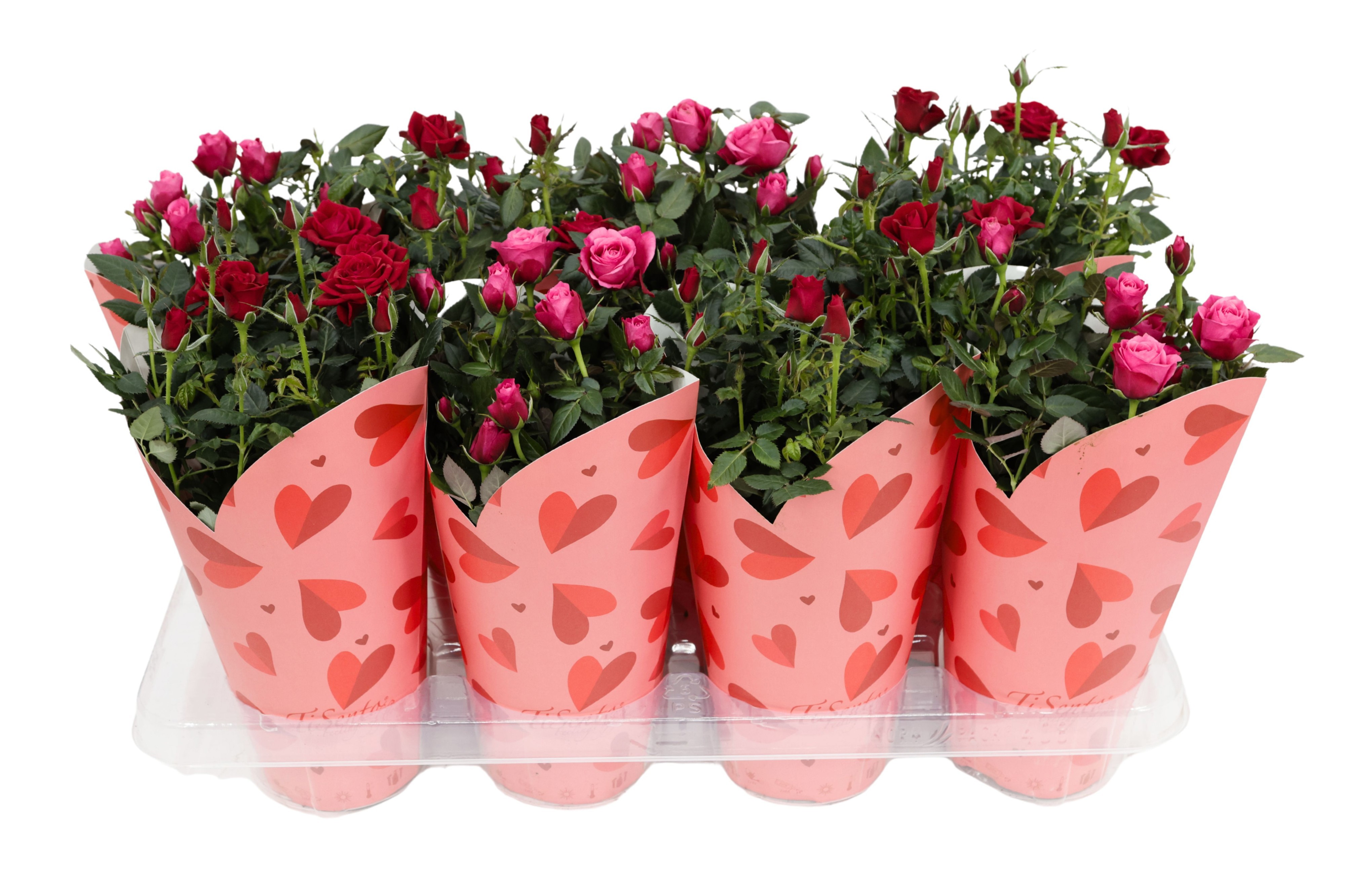 Potroos 10.5 cm - Hartjes cover, D 10