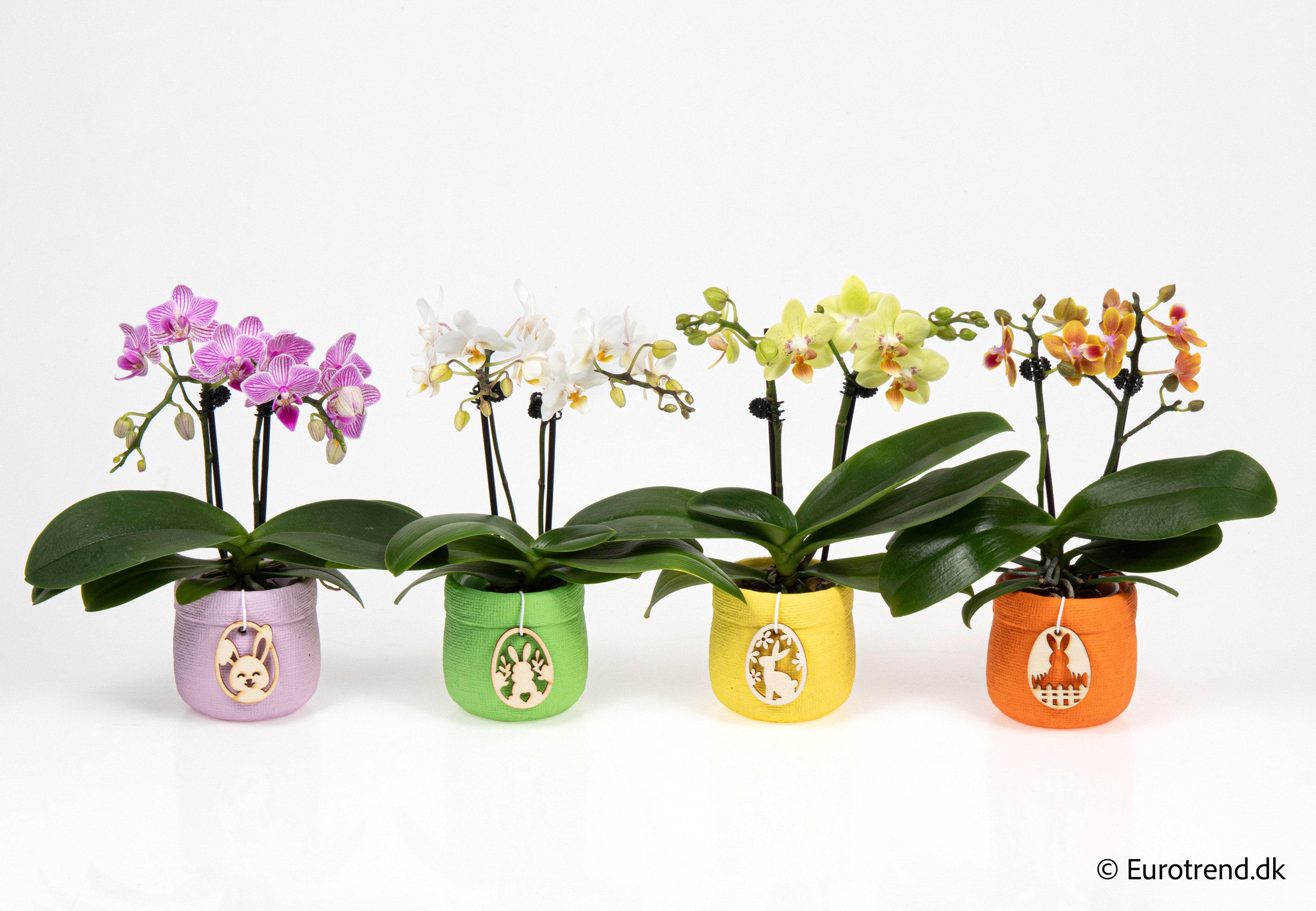 Phalaenopsis in Easter ceramic 2026, D 6
