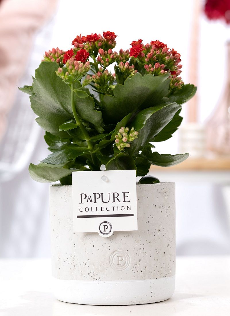Kalanchoe red in P&PURE Jade 5 ceramics, D 12