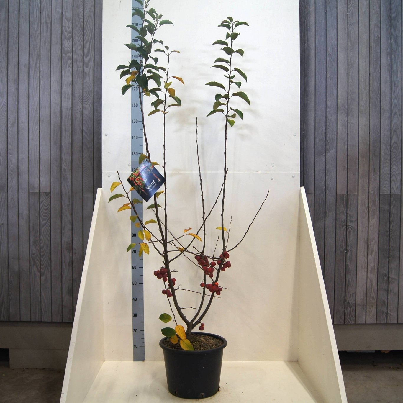 Malus 'Red Sentinel', D 40