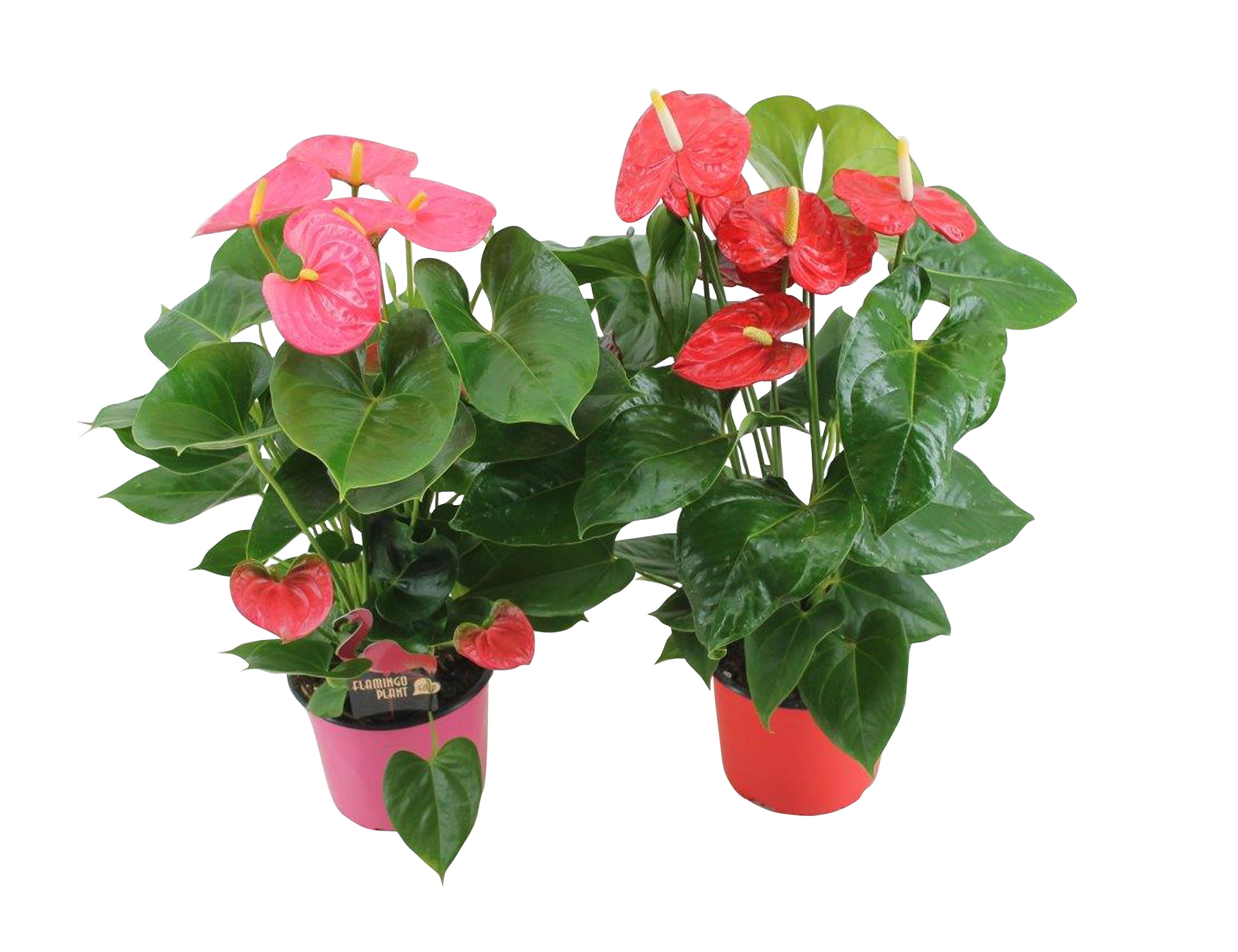 Anthurium Flamingo mix 17cm rood-roze, D 17