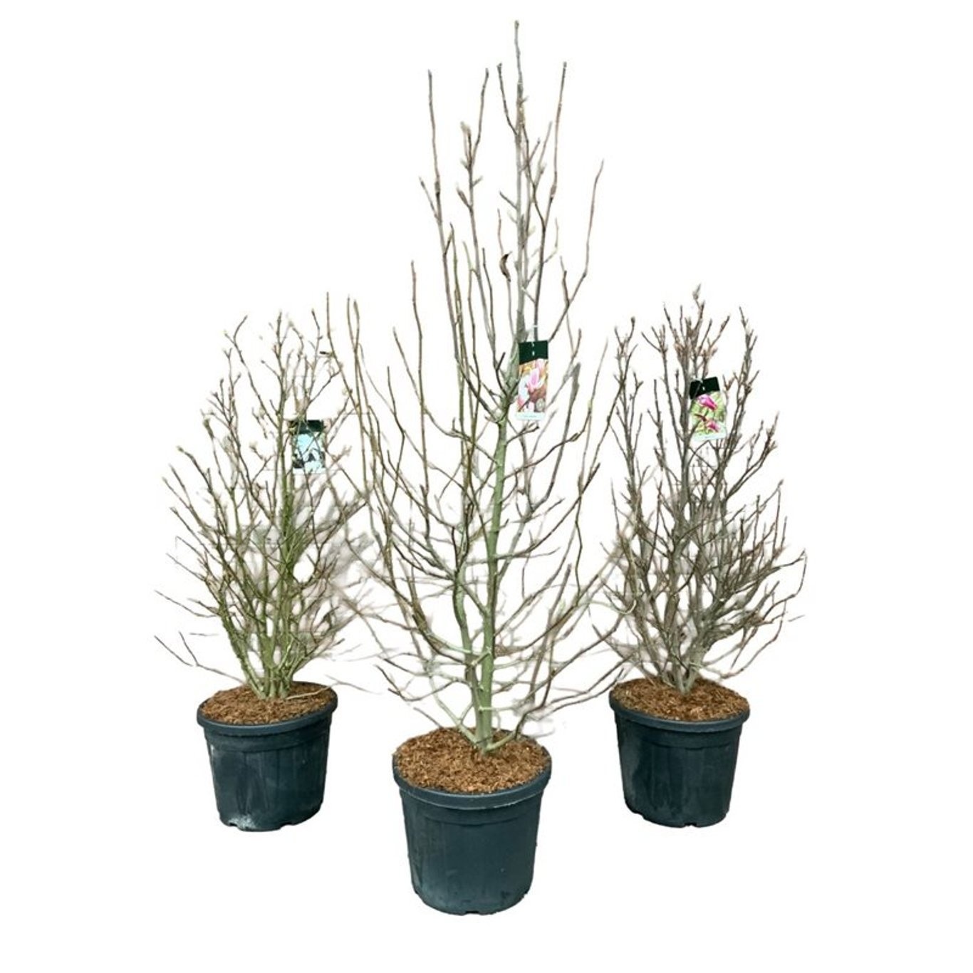 Magnolia Gemengd, D 50