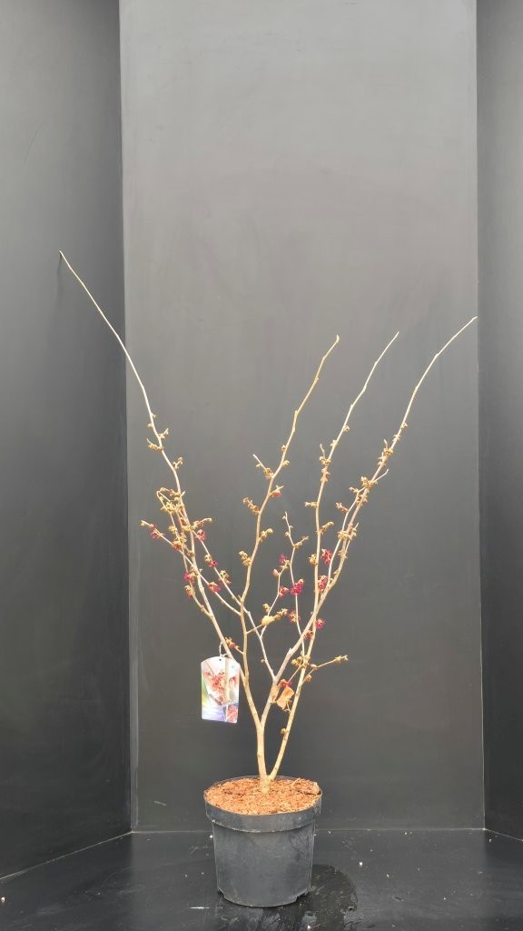 Hamamelis intermedia Diane, D 29