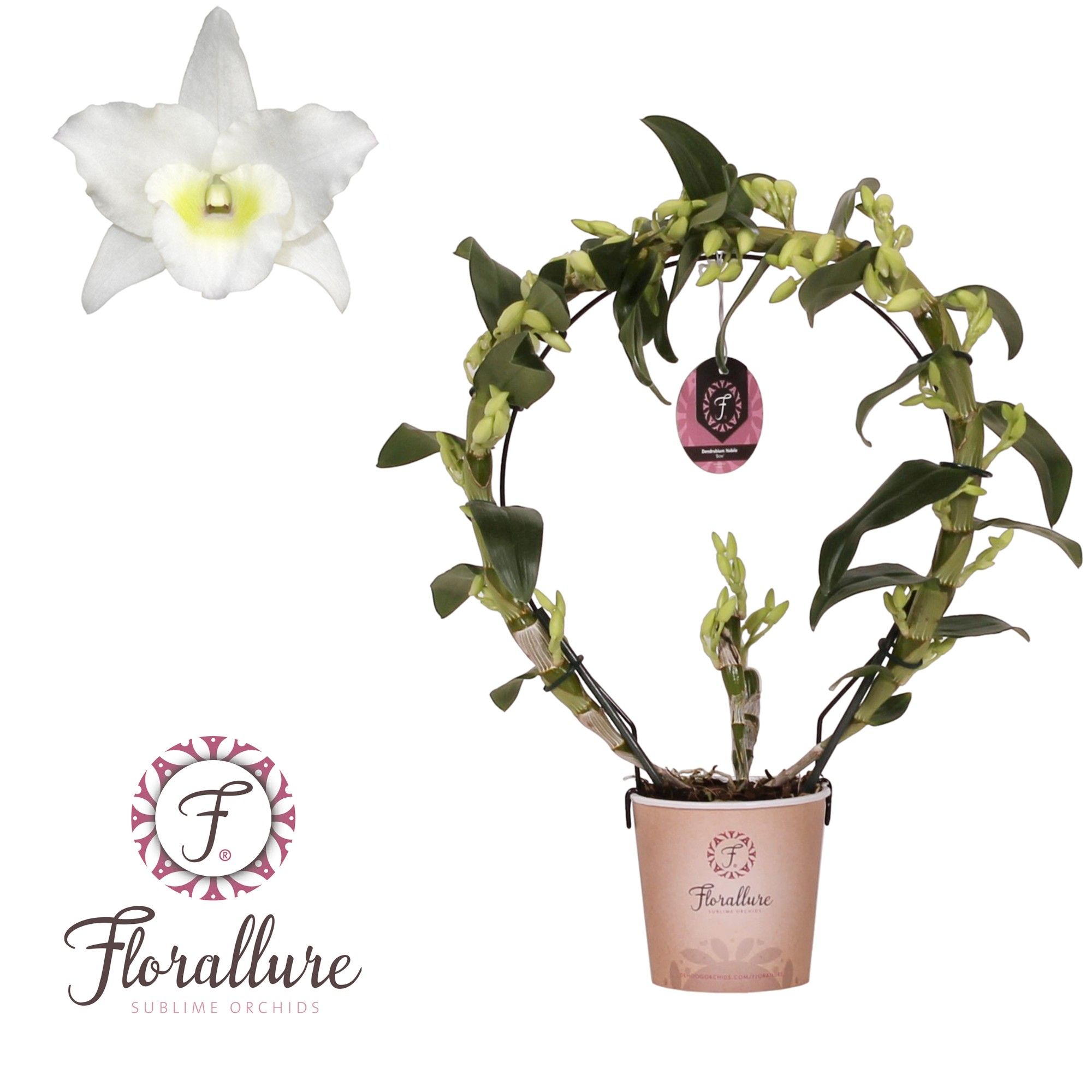 Dendrobium Nobile Apollon Boog diameter 30cm Florallure, D 12