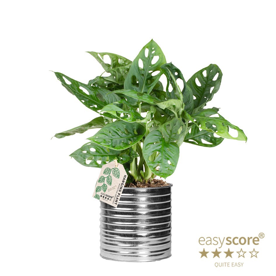 MONSTERA FRIEDRICHSTAHLII 41122095 Zink Can Monstera, D 12