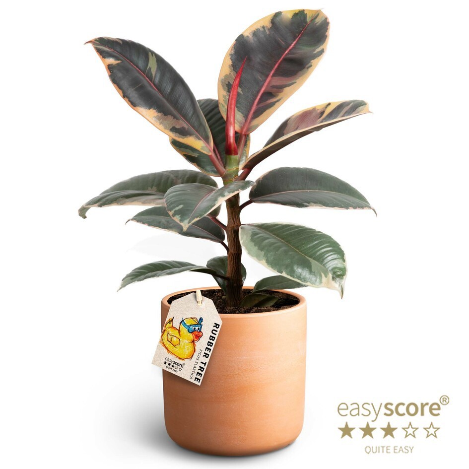 FICUS ELASTICA 41120459 Raw Terracotte Belize, D 12