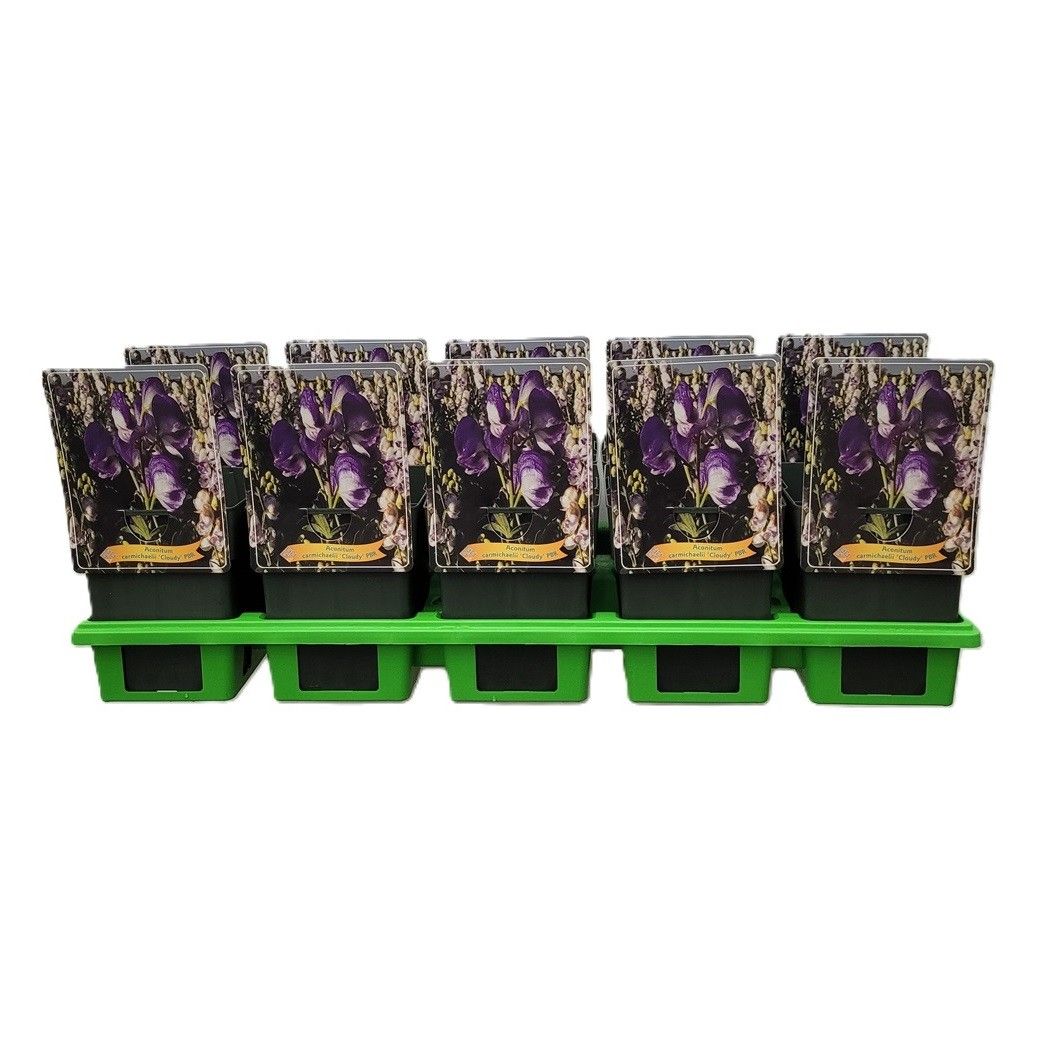 Aconitum carmichaelii 'Cloudy' P11, D 11