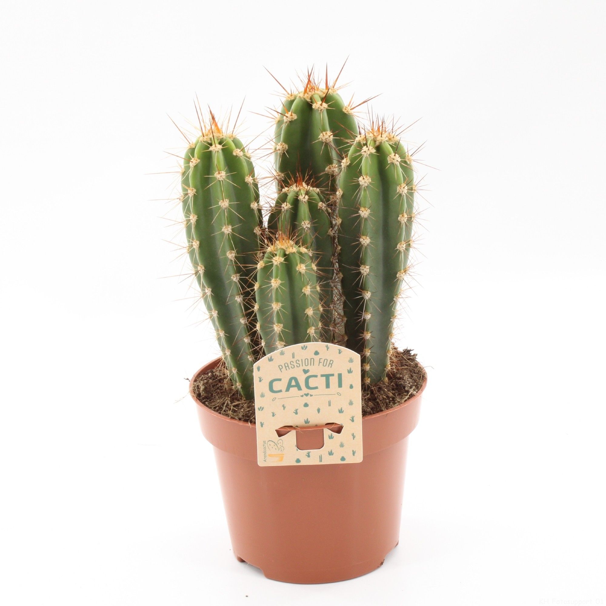 Neoraimondia herzogiana, D 12