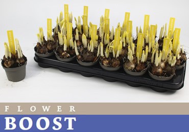 W NARCIS TETE A TETE 09 Kort, D 9 cm