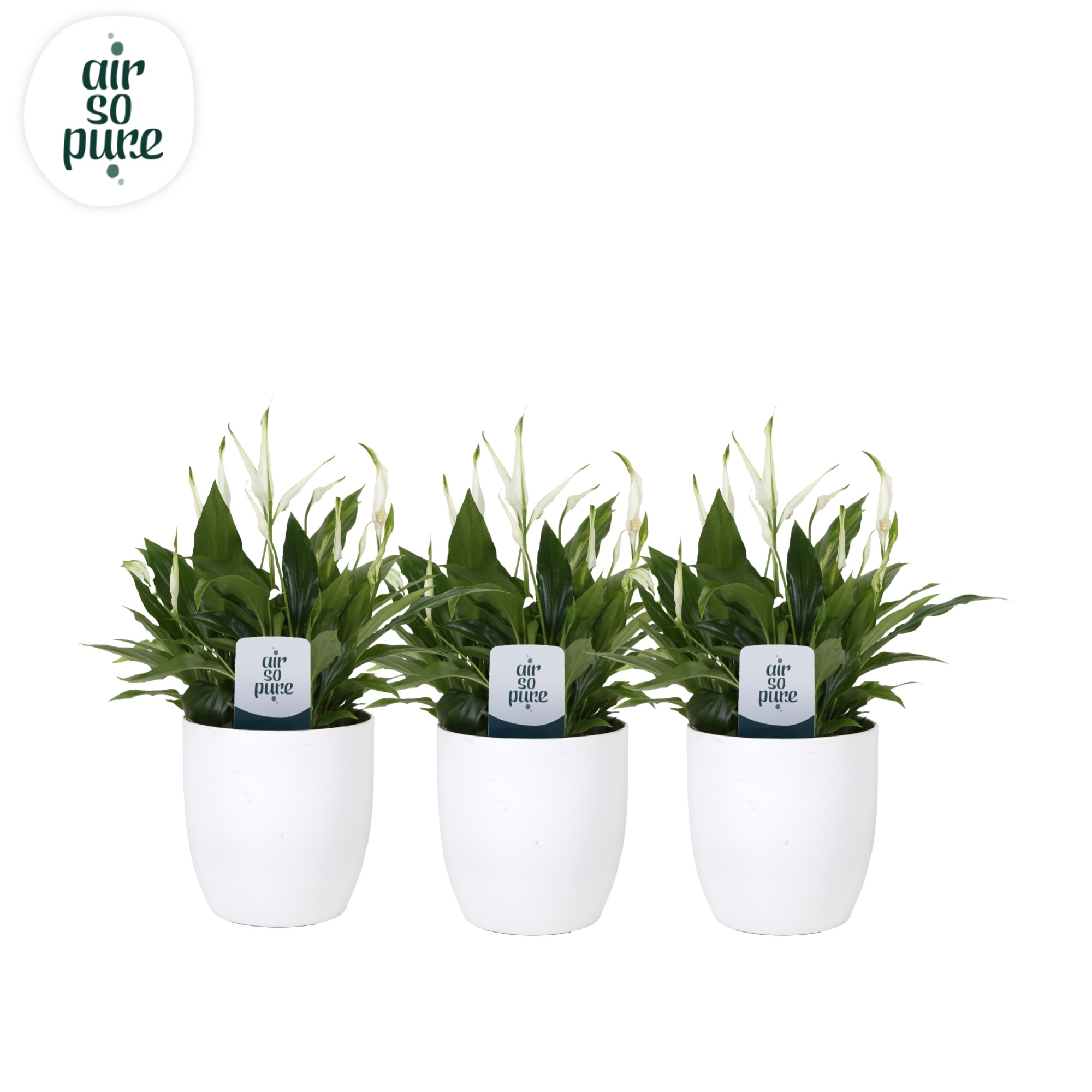KP-613.1 - Spathiphyllum Pearl Cupido 15cm in witte bolpot, D 15