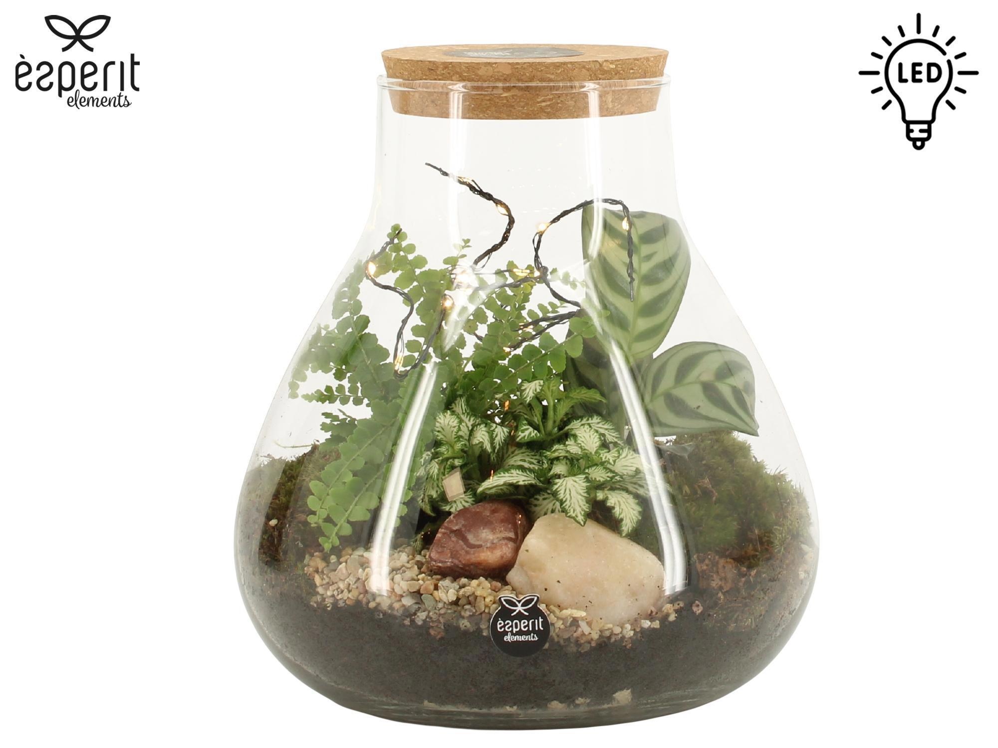 90909: Terrarium arrangement, D 22