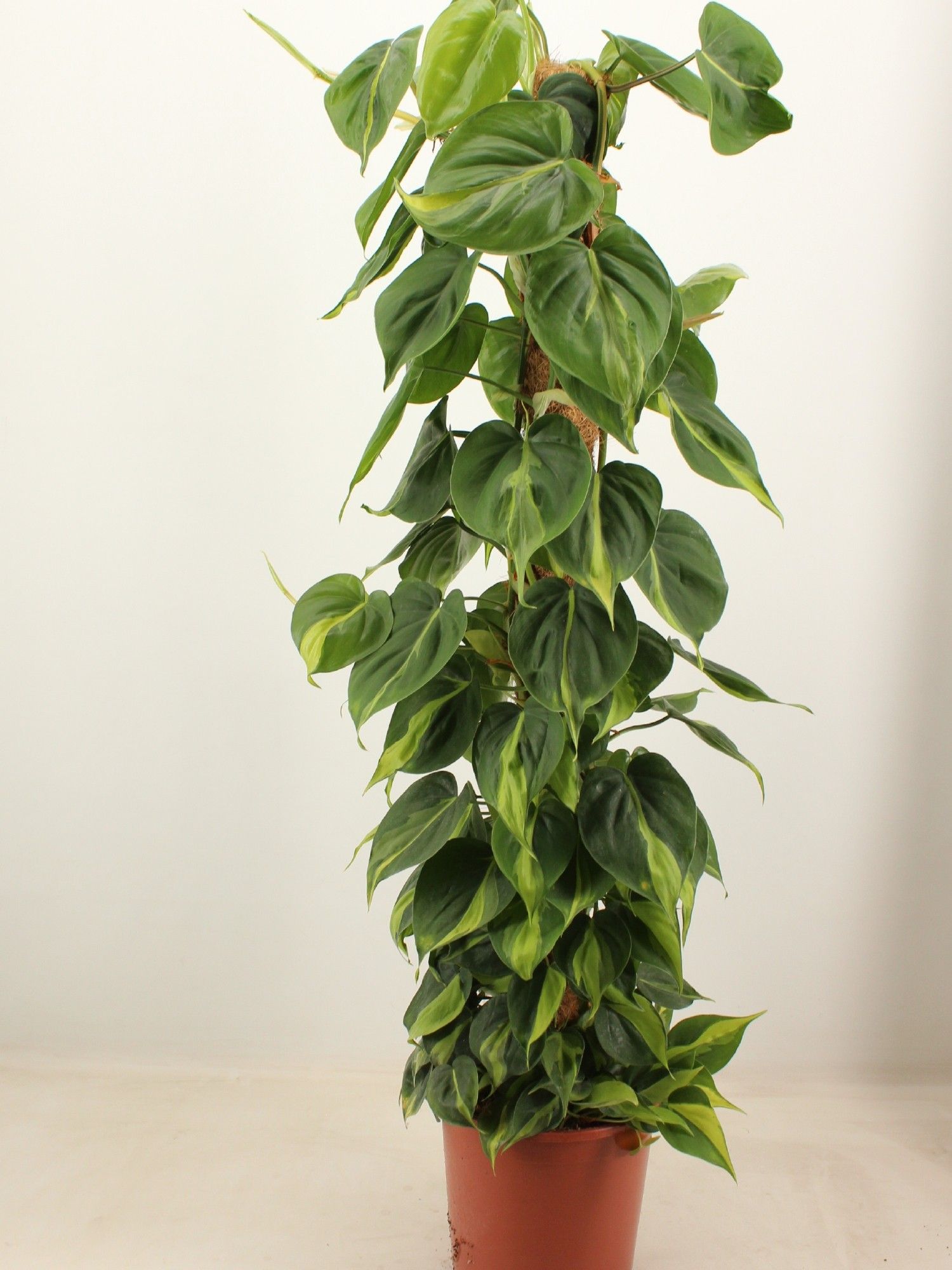 philo brasil 120 kratiste klimstok, D 24