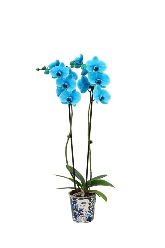 Potcover p12 I am Coloured Phal I am Ocean Blue 2T14+, D 12